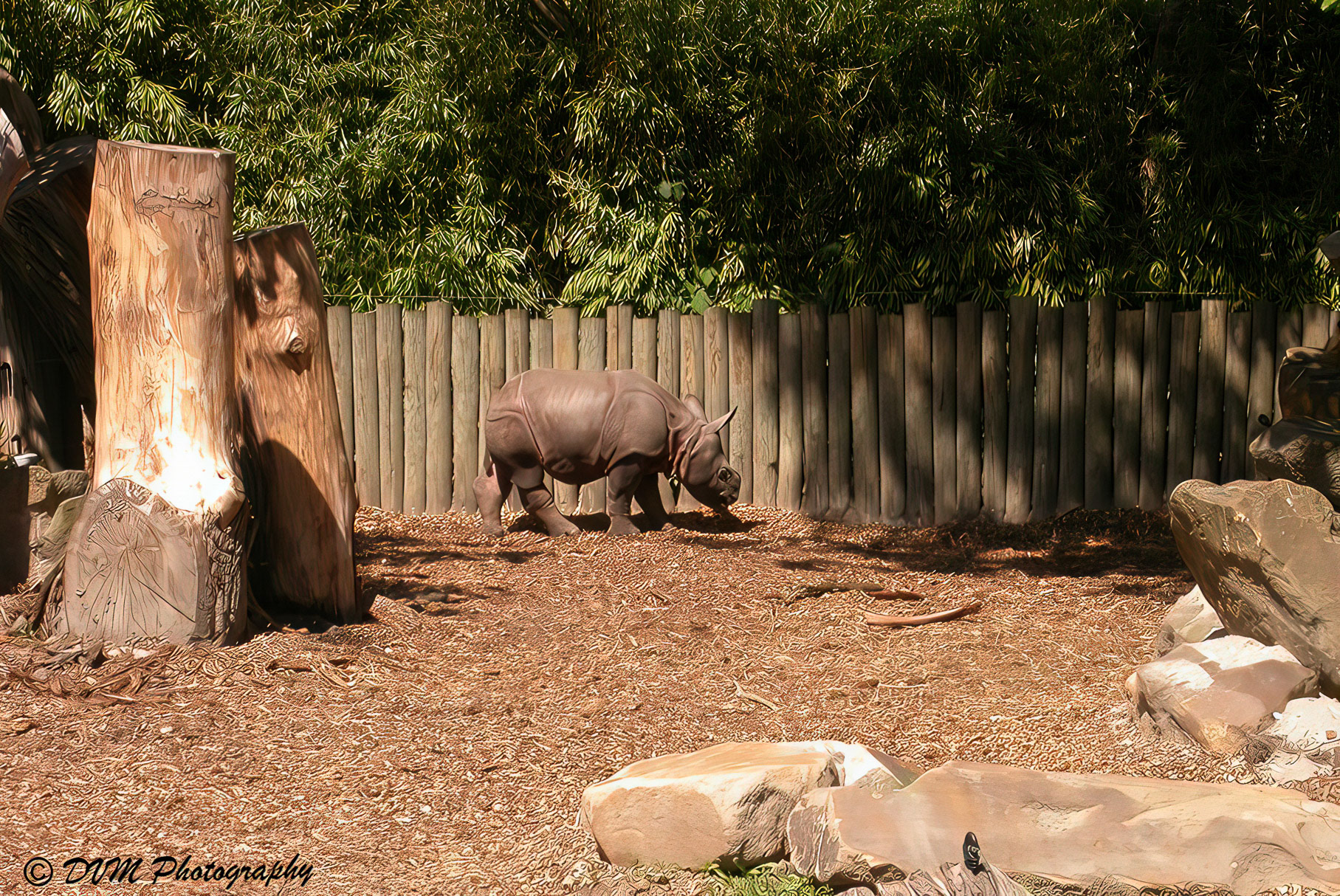 Nijlpaard - Hippopotamus - Hippopotamus amphibius