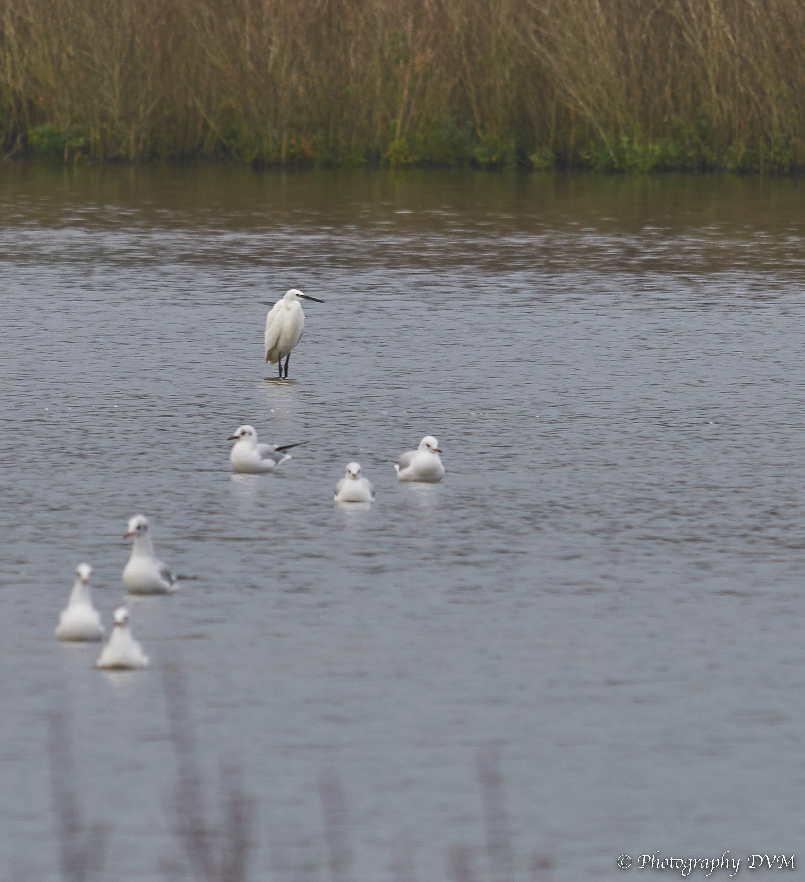 Kleine Zilverreiger - Little Egret - Egretta garzetta