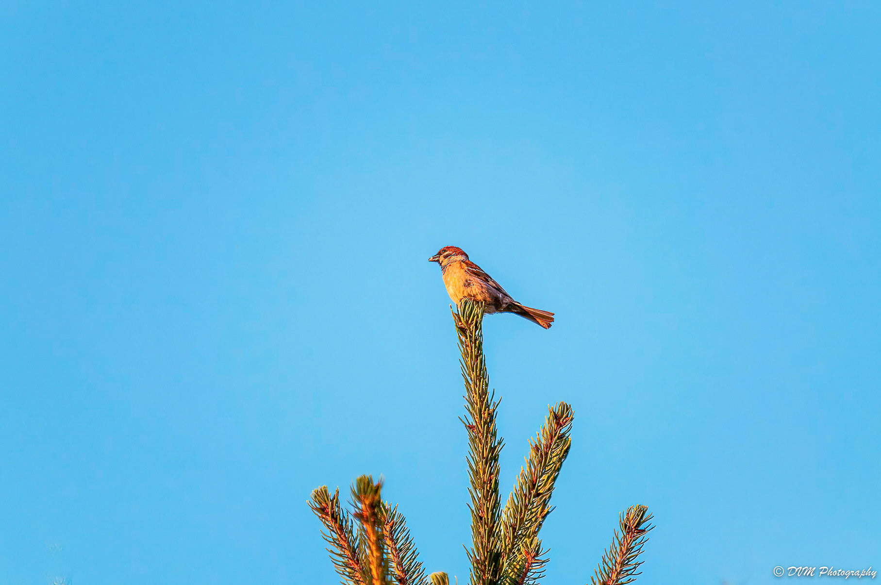 Ringmus - Eurasian Tree Sparrow