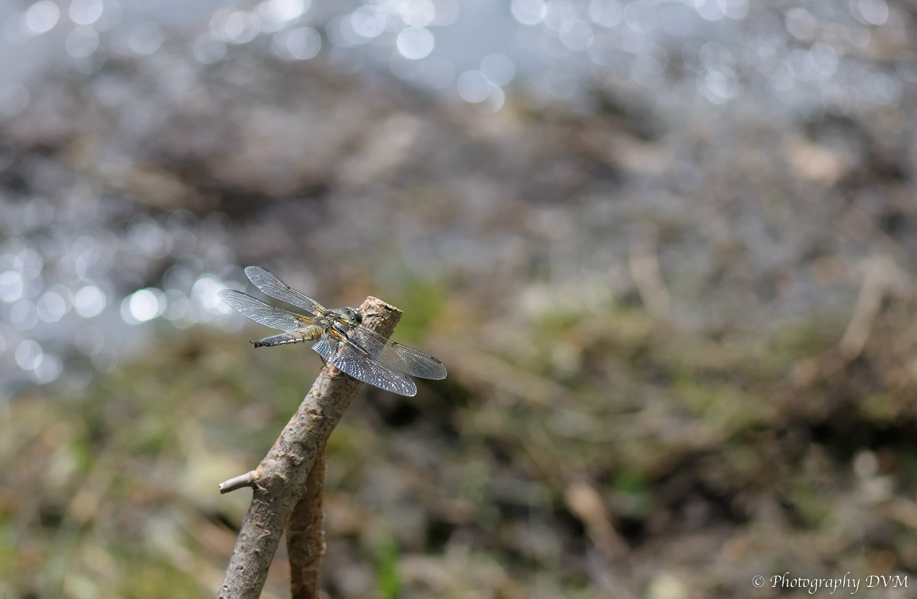Viervlek - Four-spotted Chaser - Libellula quadrimaculata