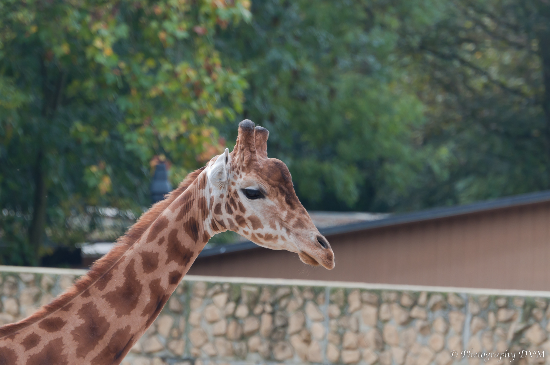 Giraffe - Giraffa camelopardalis