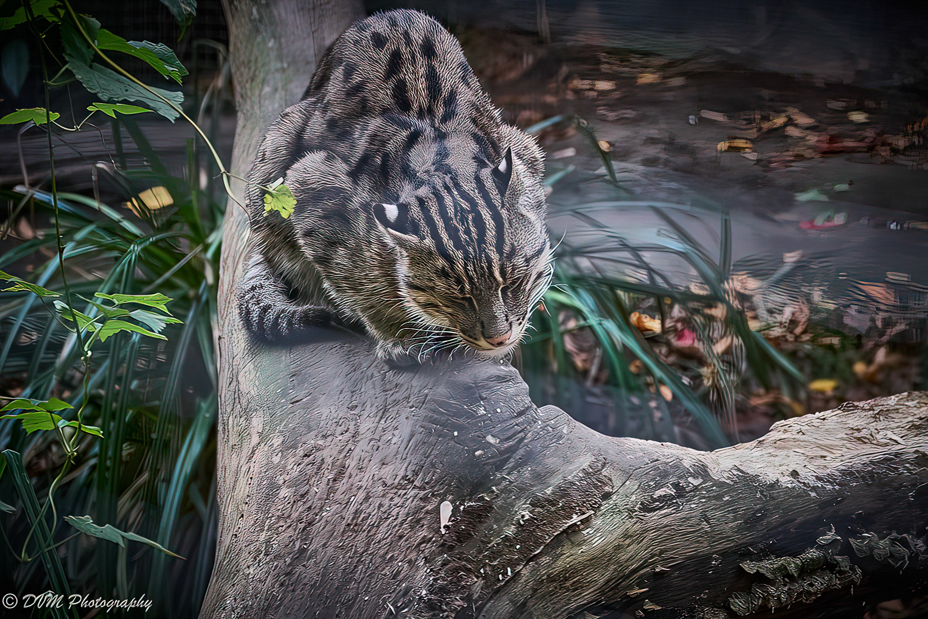 Vissende kat - Fishing cat - Prionailurus viverrinus