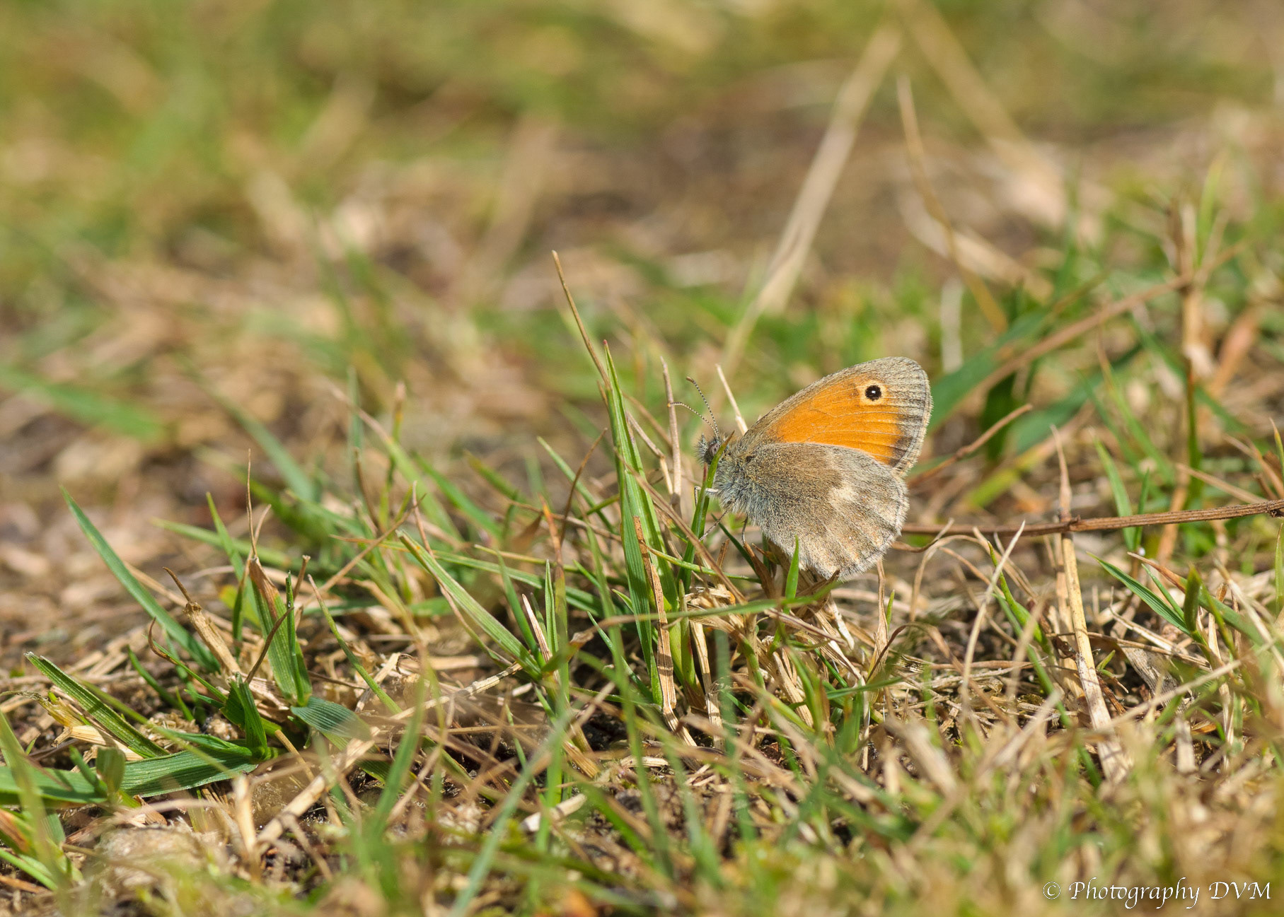 Hooibeestje - Small Heath - Coenonympha pamphilus
