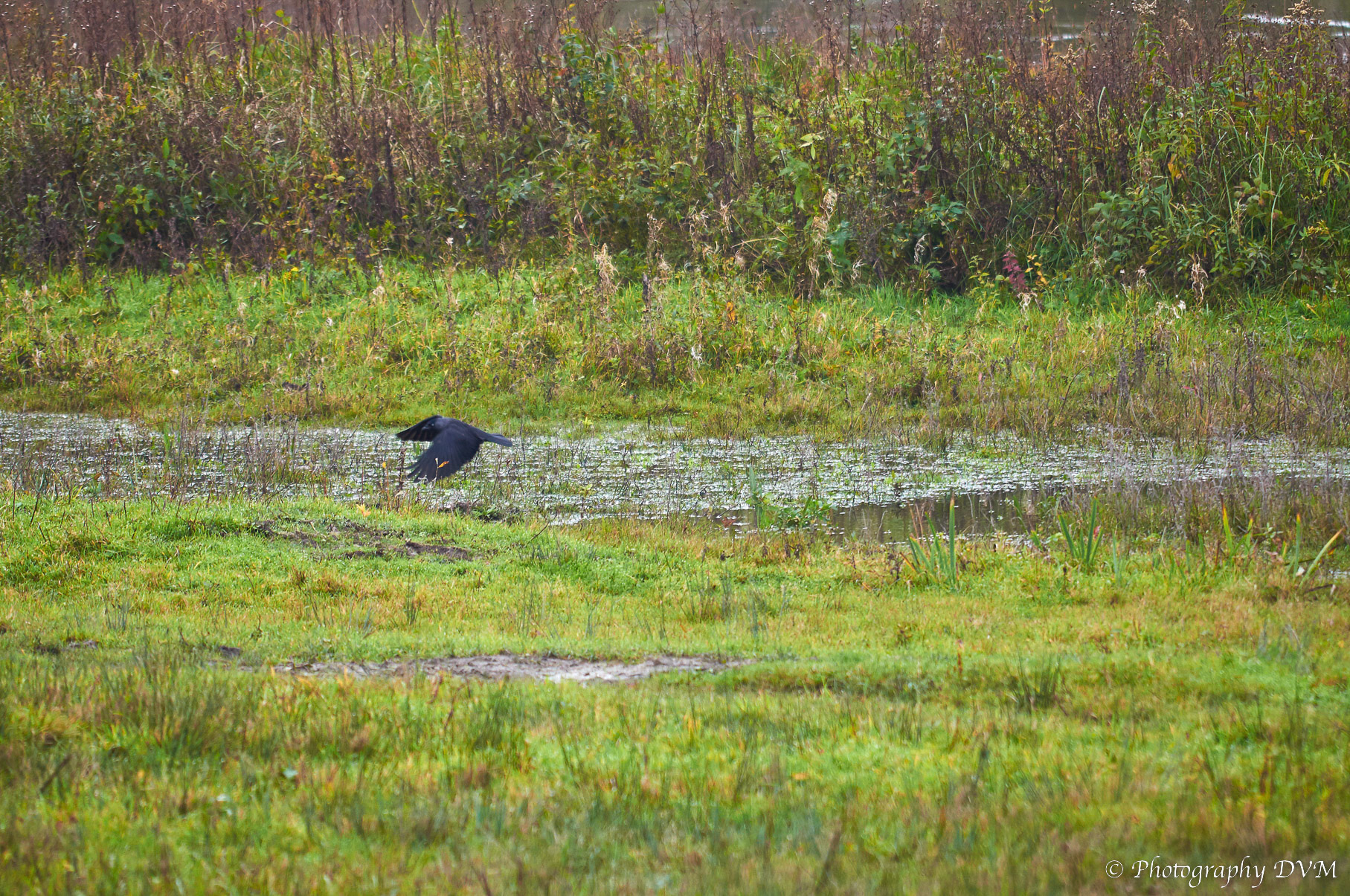 Kauw - Western Jackdaw - Corvus monedula