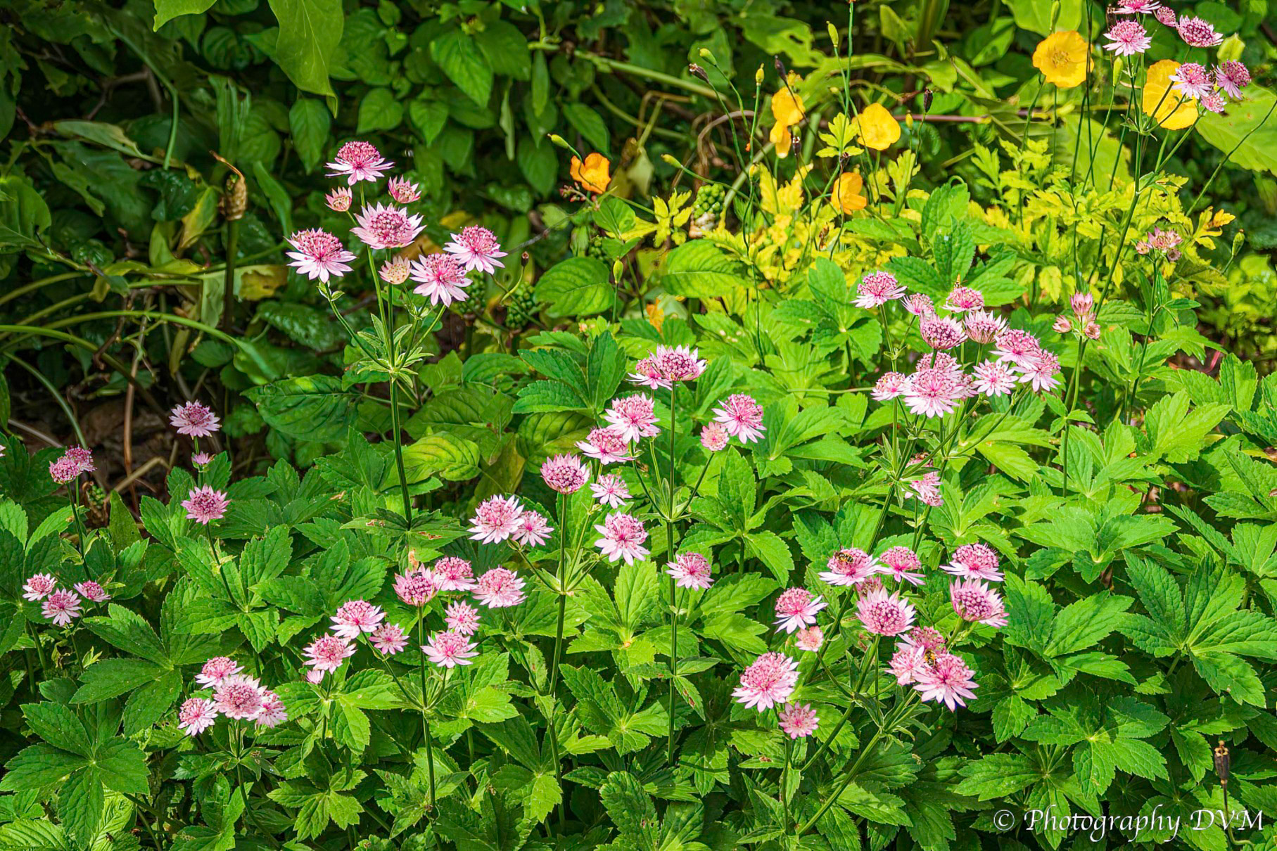 Zeeuws knoopje - Great masterwort 