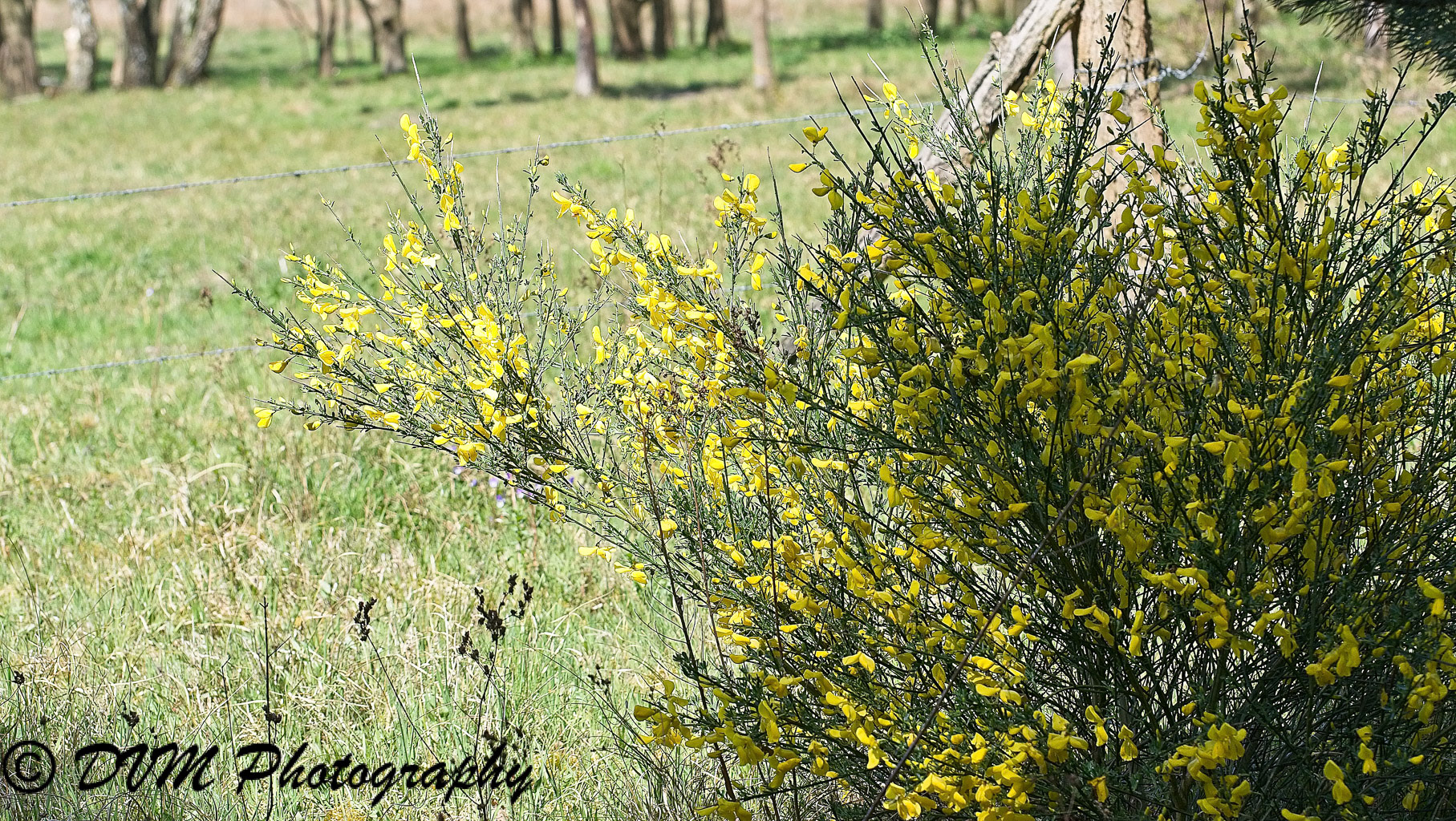 Brem - Scotch broom - Cytisus scoparius