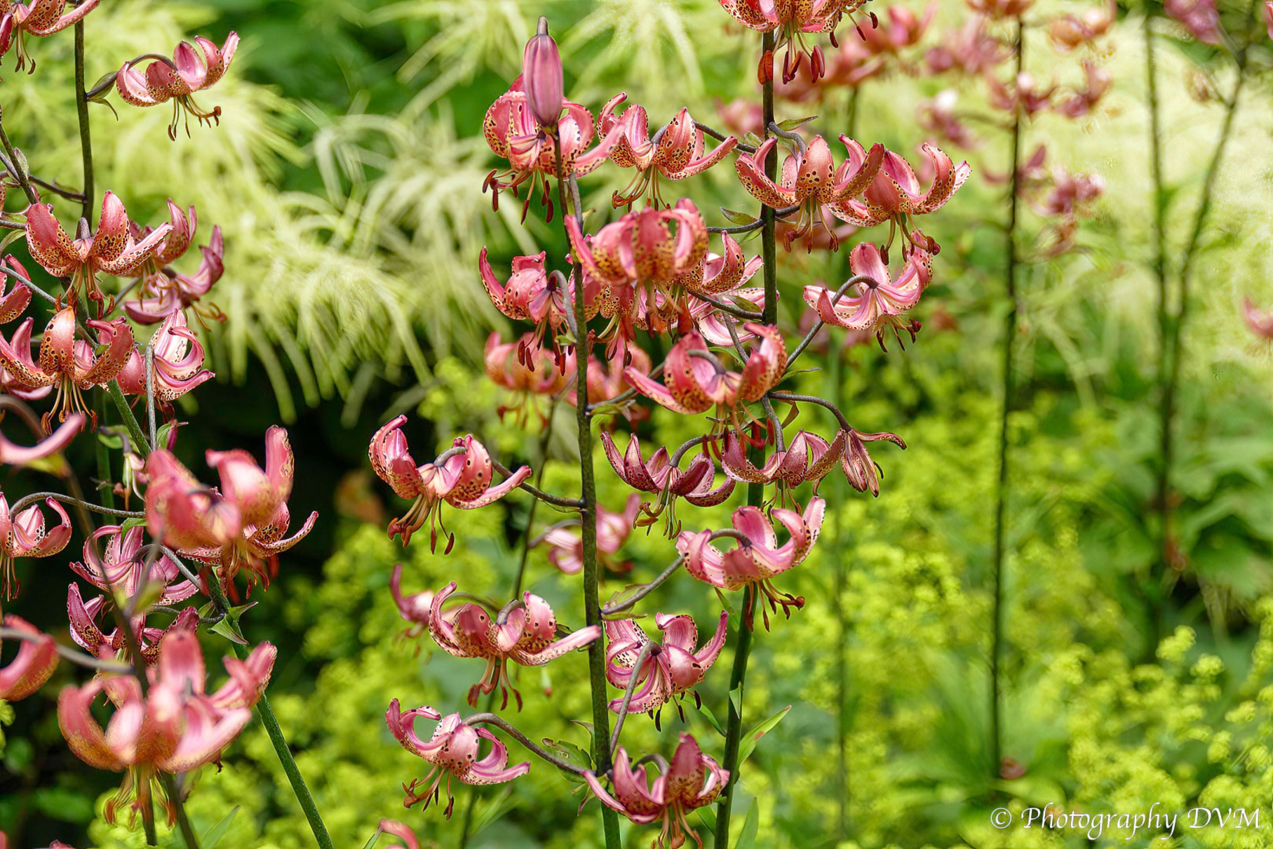 Lelie 'Manitoba Fox' - Lilium 'Manitoba Fox'
