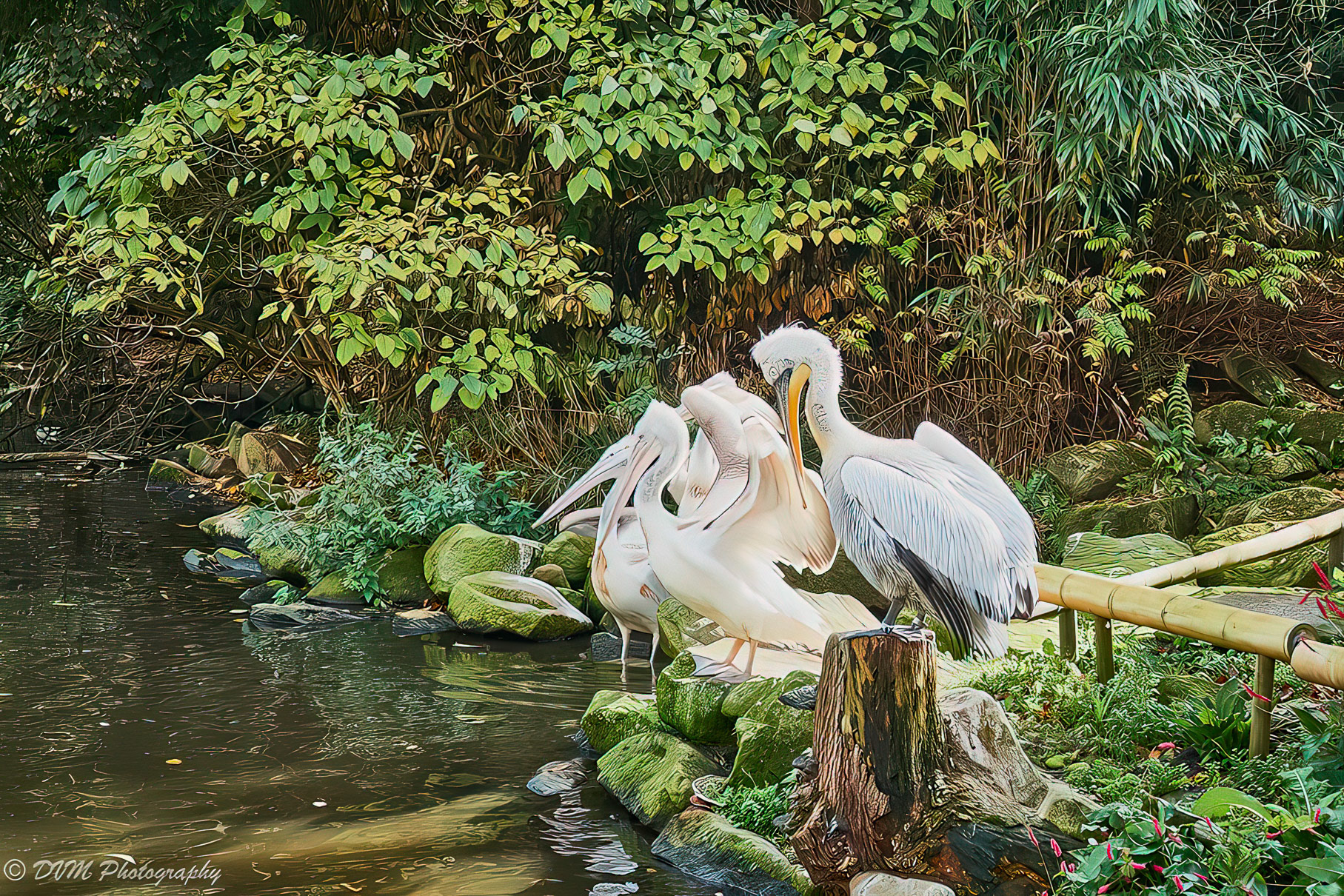Kroeskoppelikanen - Dalmatian pelican - Pelecanus crispus