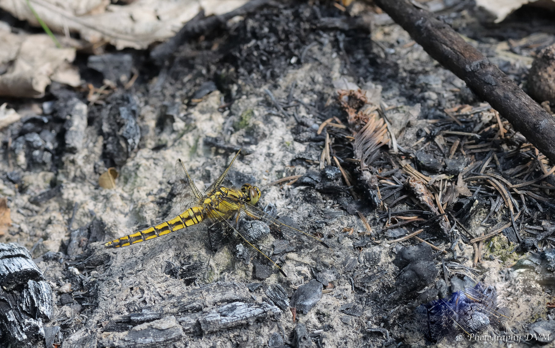 Gewone oeverlibel - Black-tailed Skimmer - Orthetrum cancellatum