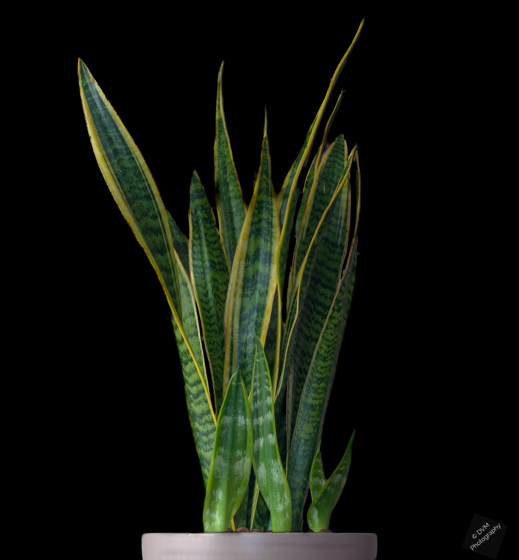 Snake Plant - Vrouwentongen - Sansevieria trifasciata