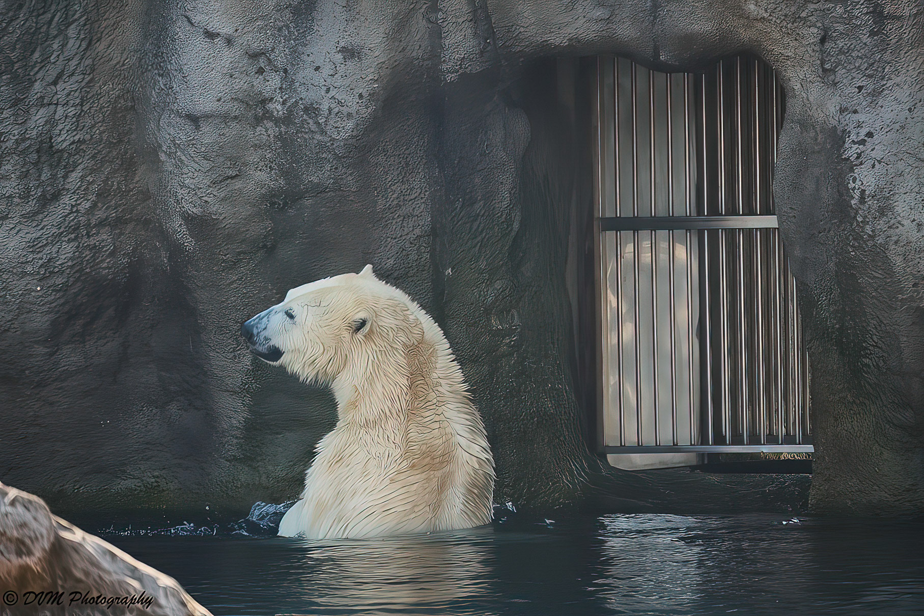 Ijsbeer - Polar bear - Ursus maritimus