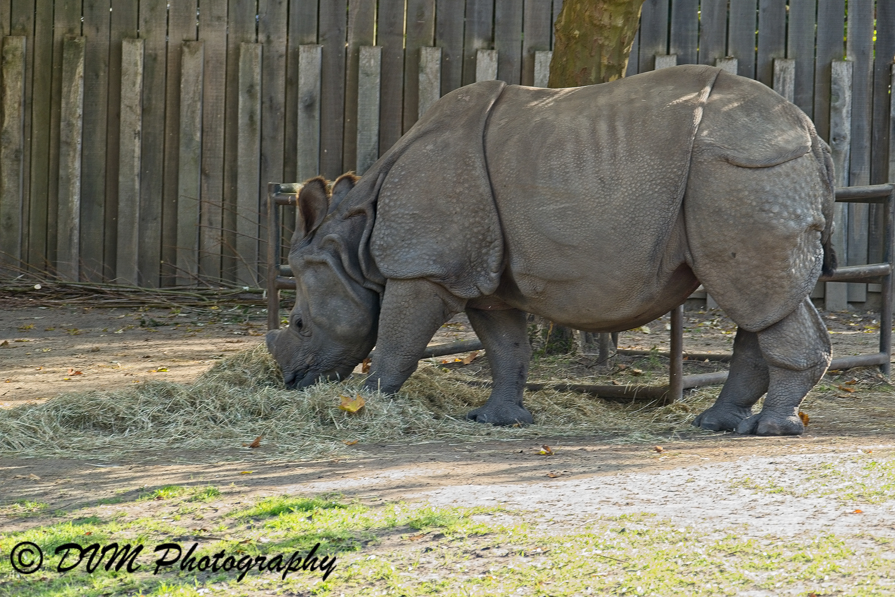 Indische Neushoorn - Greater Indian rhinoceros - Rhinoceros unicornis