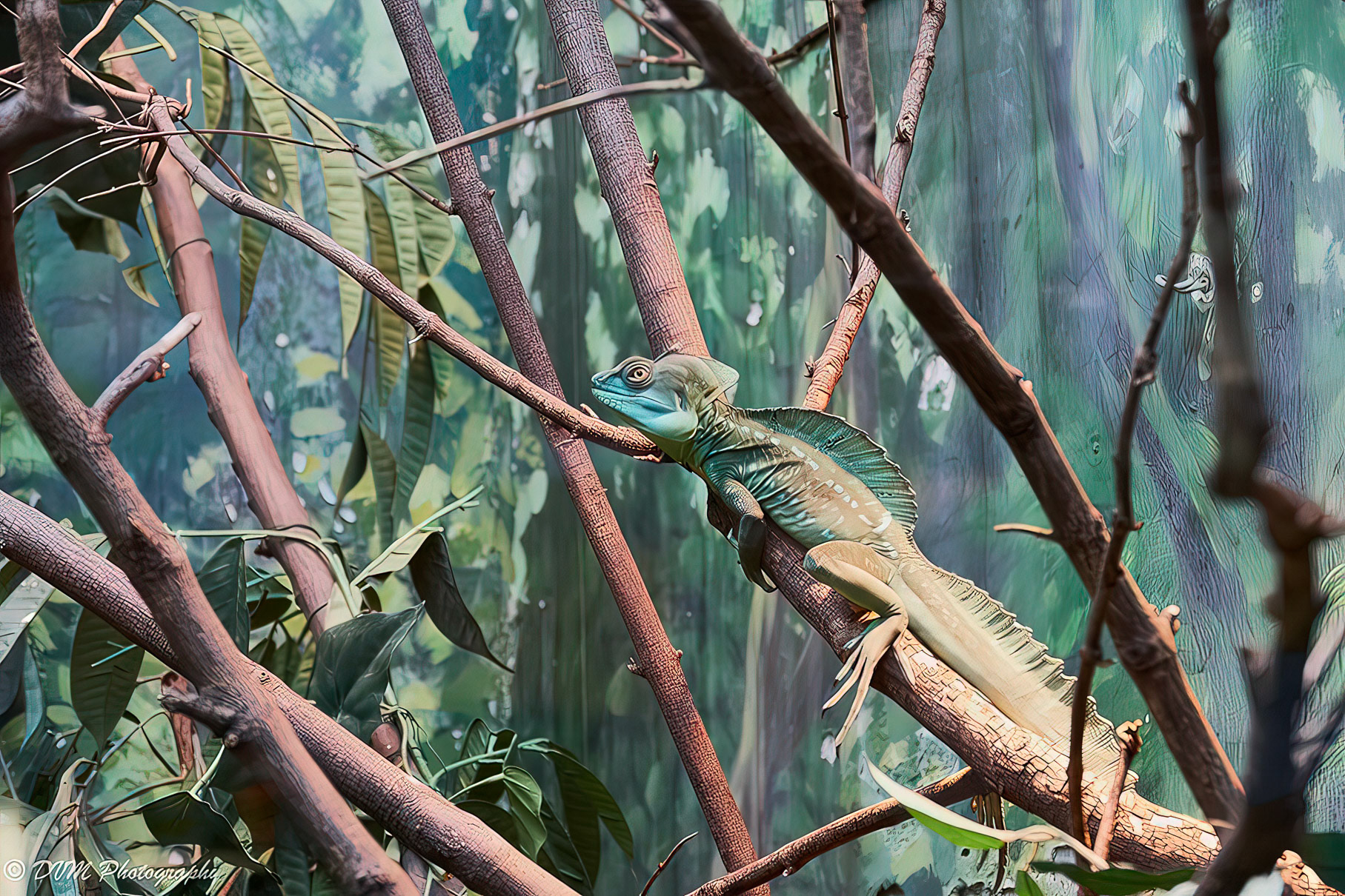 Helmbasilisk - Common basilisk - Basiliscus basiliscus