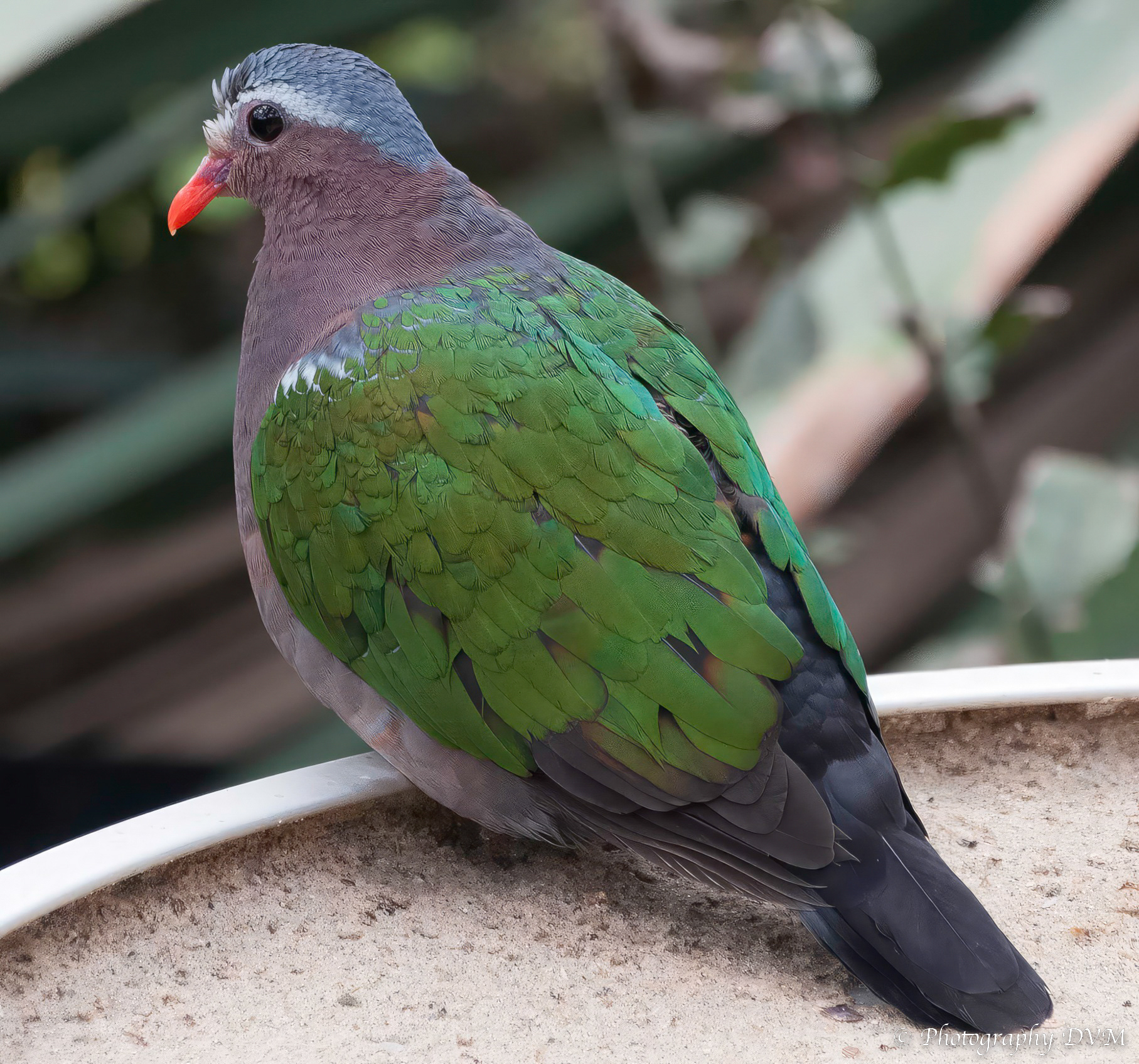 Groenvleugelduif - Emerald Dove - Chalcophaps indica