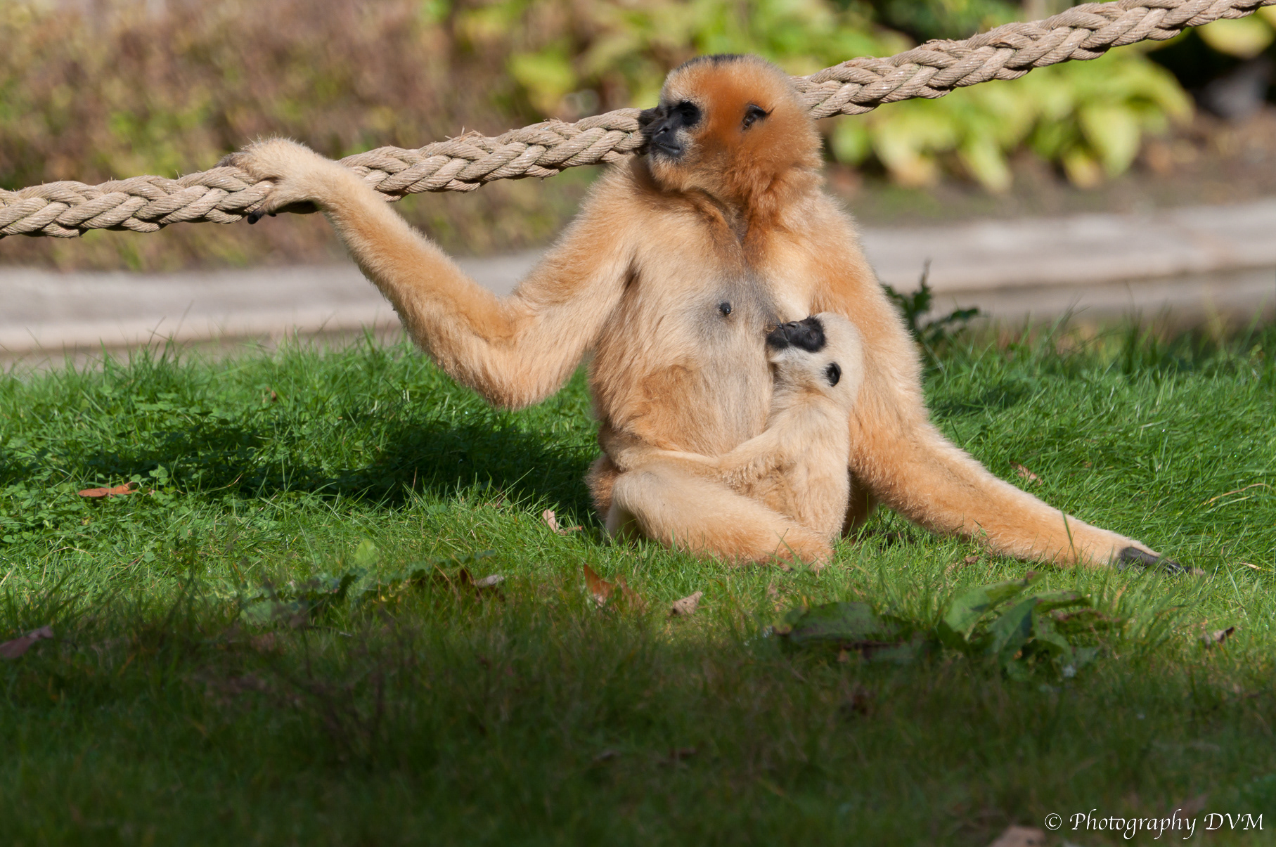 Moeder & Kind Witwanggibbon - Mother & Child White-cheeked Gibbon - Nomascus leucogenys