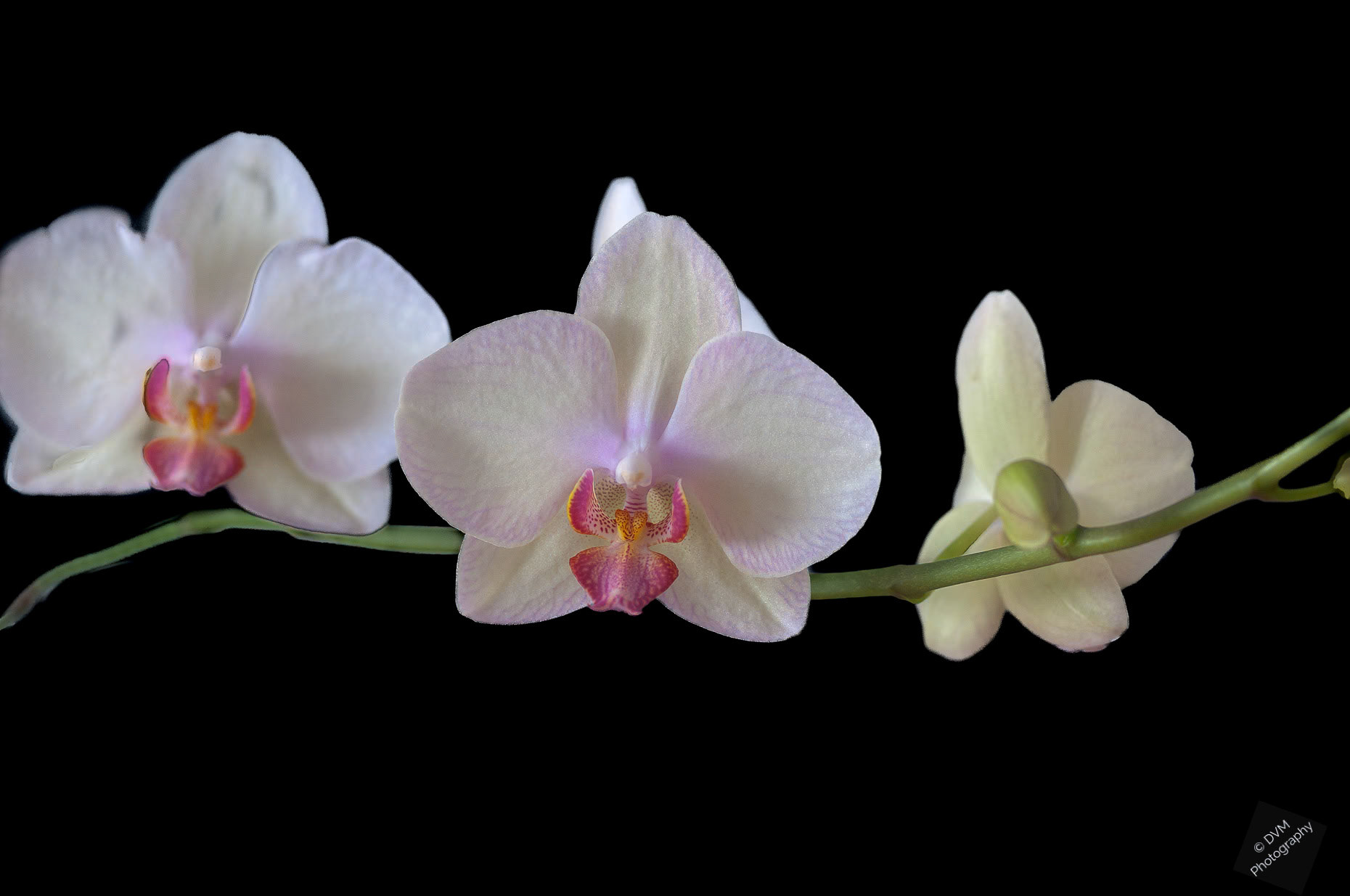 Witte Nachtvlinderorchidee - White Moth Orchid  - Orchidaceae Phalaenopsis