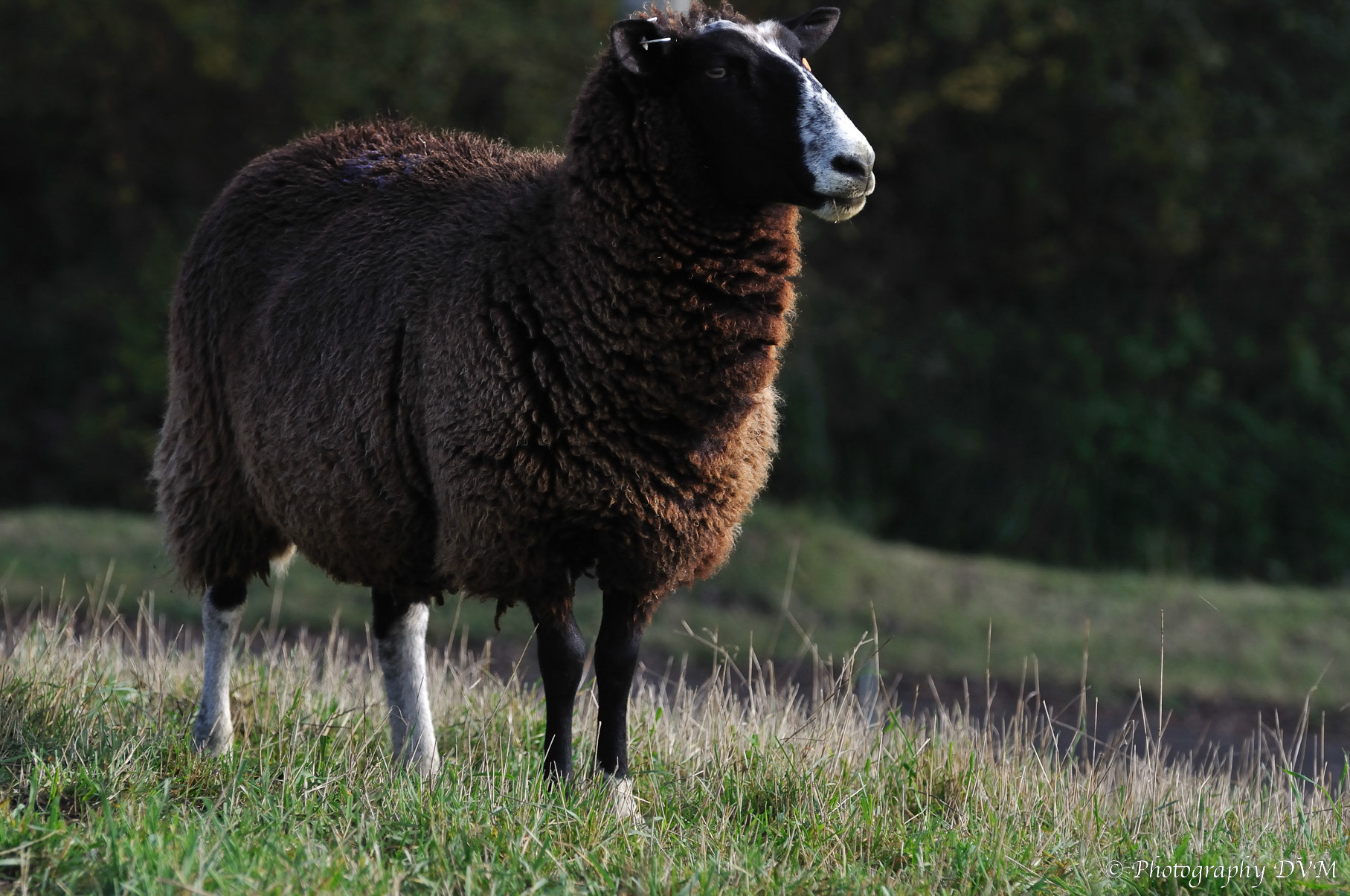 Bruin schaap - Brown Sheep - Ovis aries