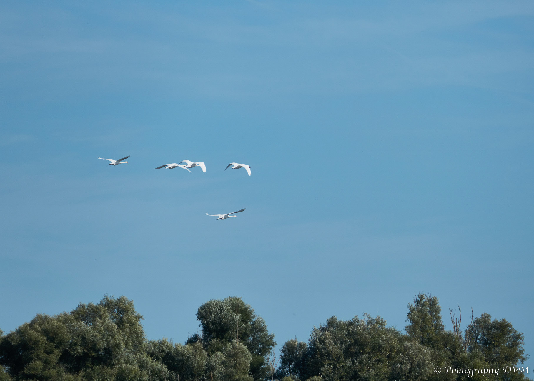 Knobbelzwanen in vlucht - Mute Swans in flight