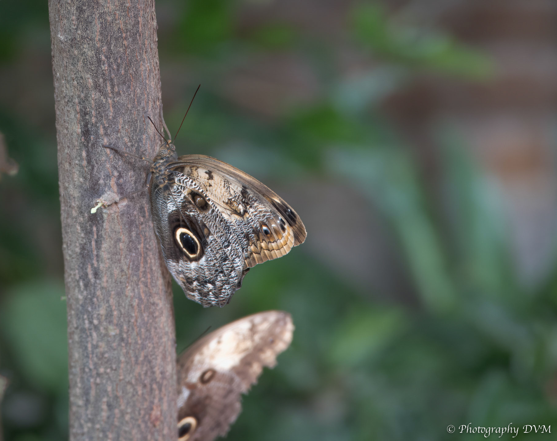 Morpho peleides - Peleides blue morpho