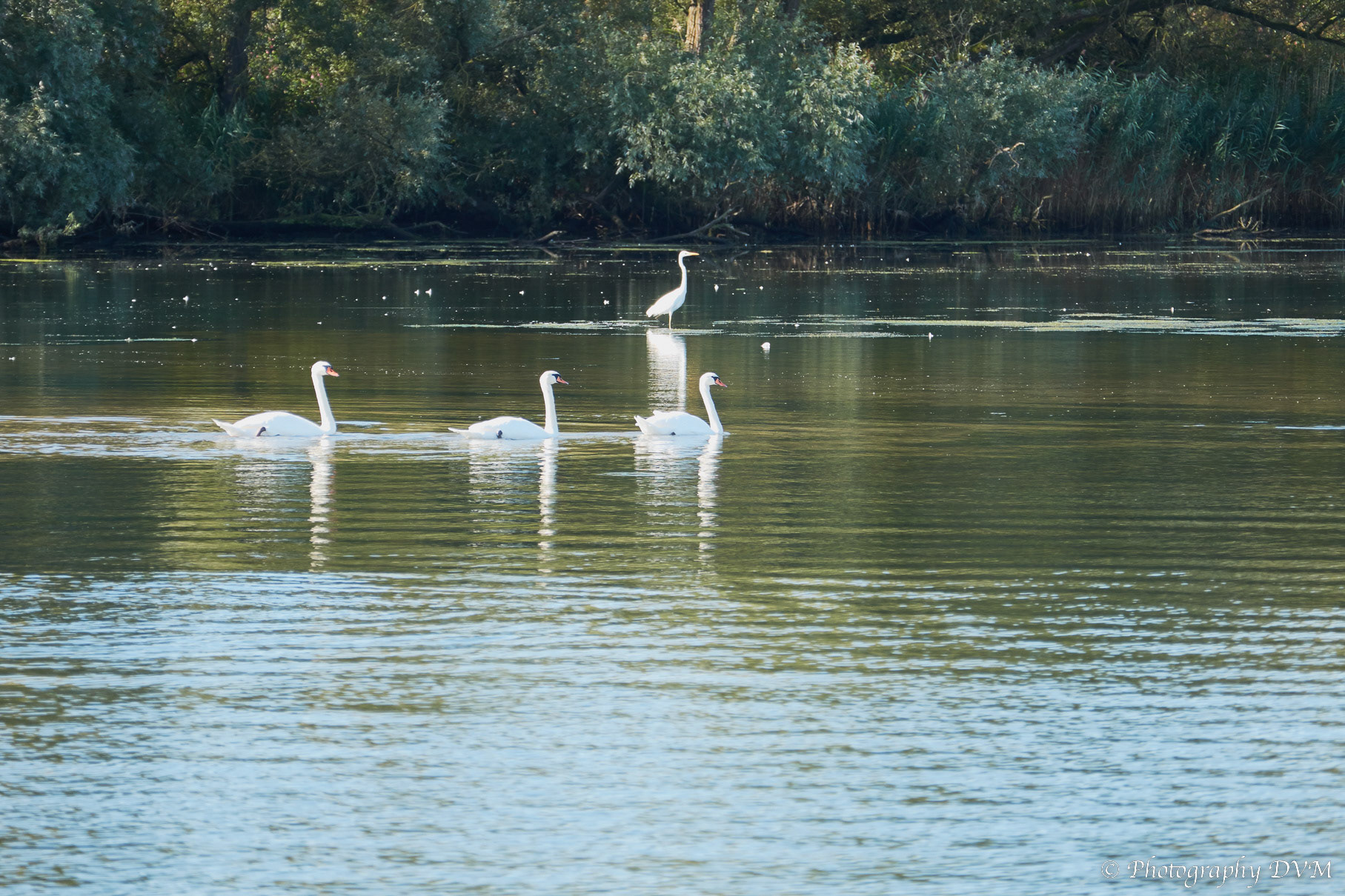 Knobbelzwanen op één rij - Mute Swans on a single row