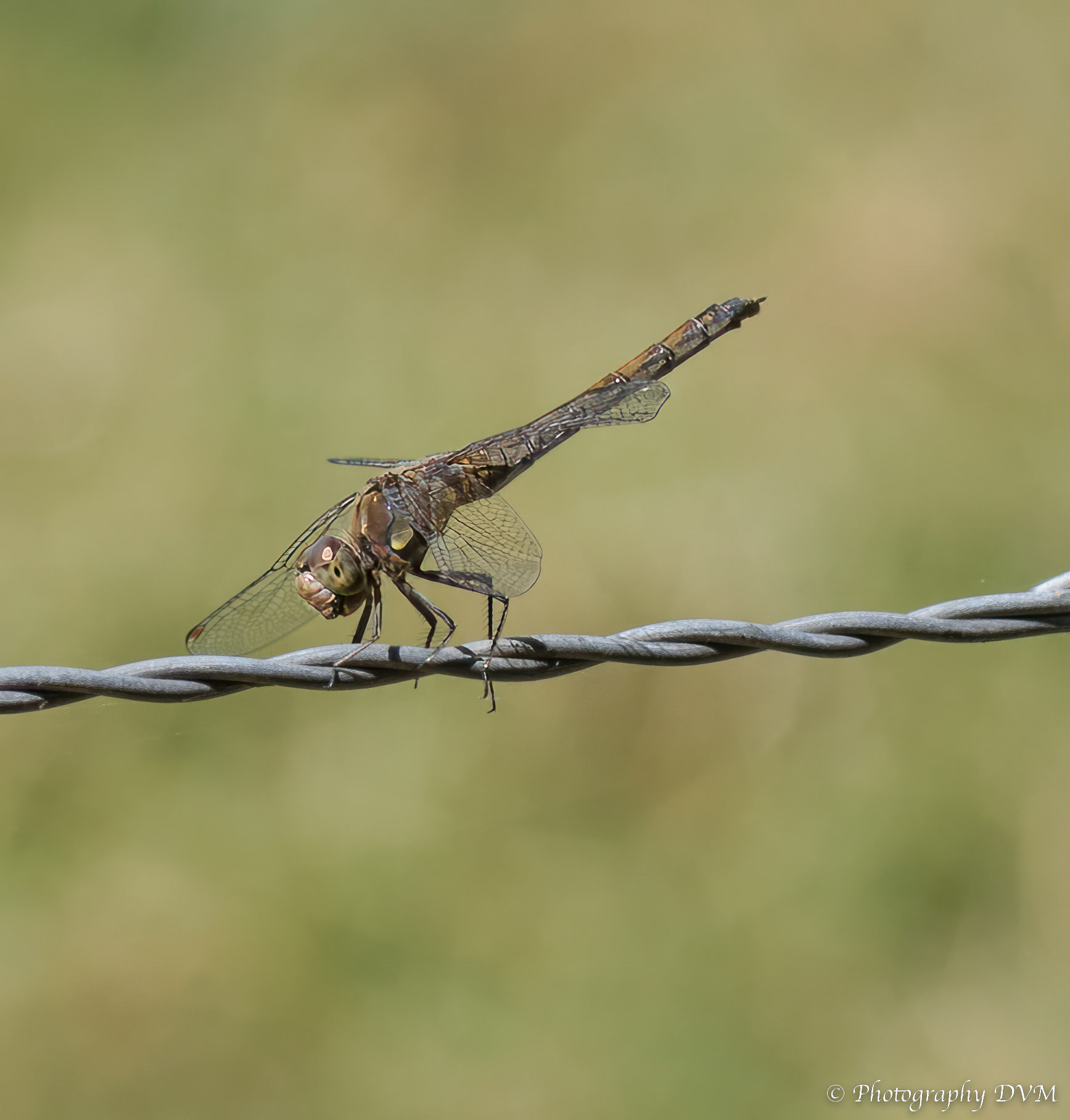 Bruinrode heidelibel(vrouw) - Common Darter(female) - Sympetrum striolatum