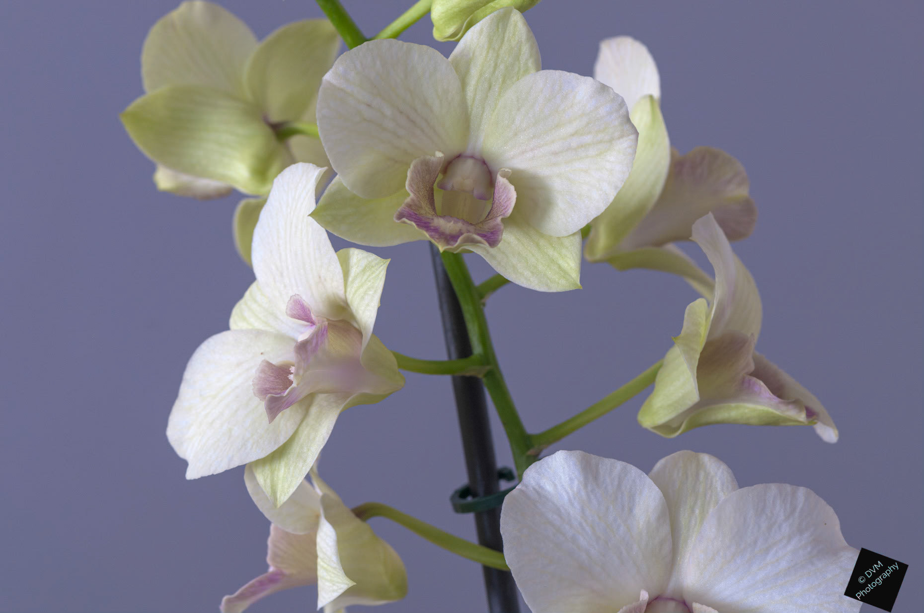 Dendrobium Sa-nook 'Snow Jade'