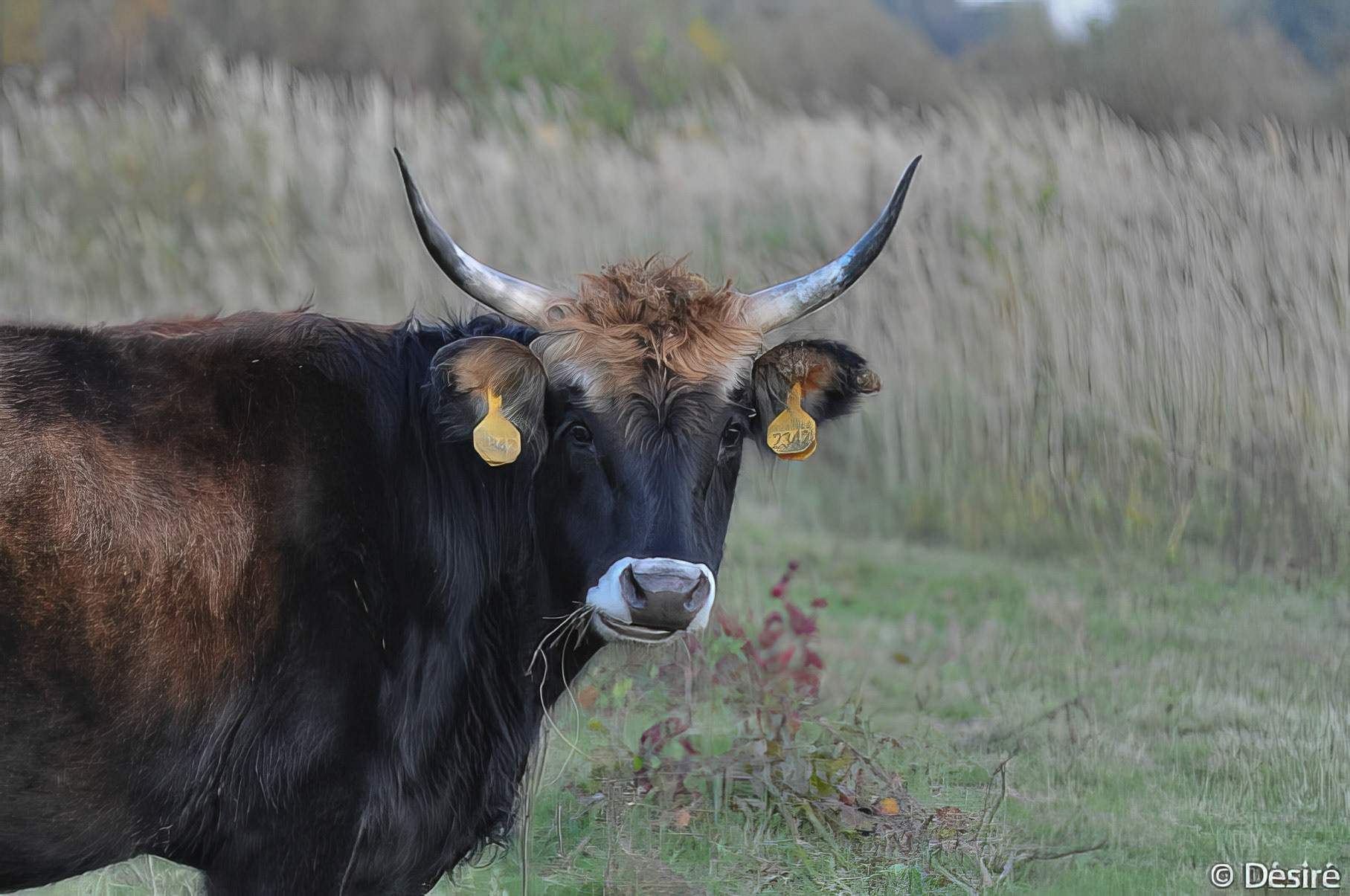 Heckrund - Heck Ox - Bos domesticus