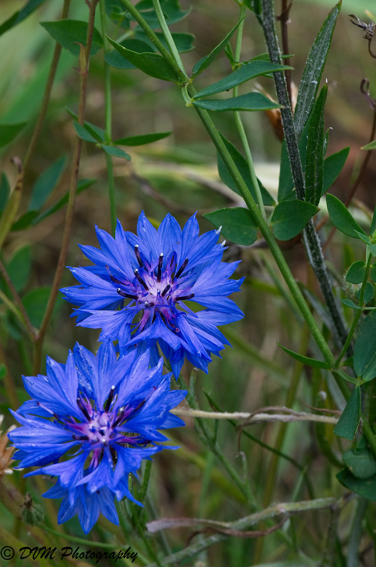 Korenbloem - Cornflower - Centaurea cyanus