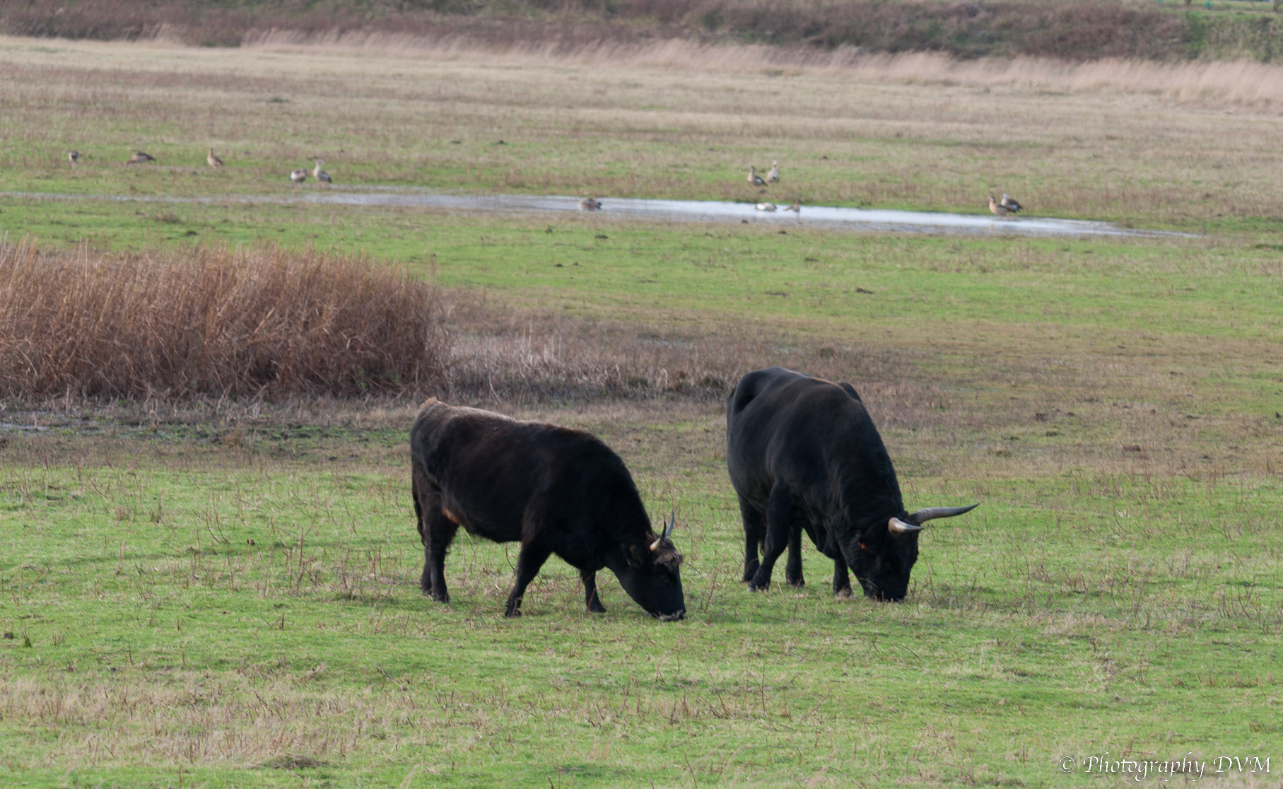 Heckrunderen - Heck Oxen - Bos domesticus