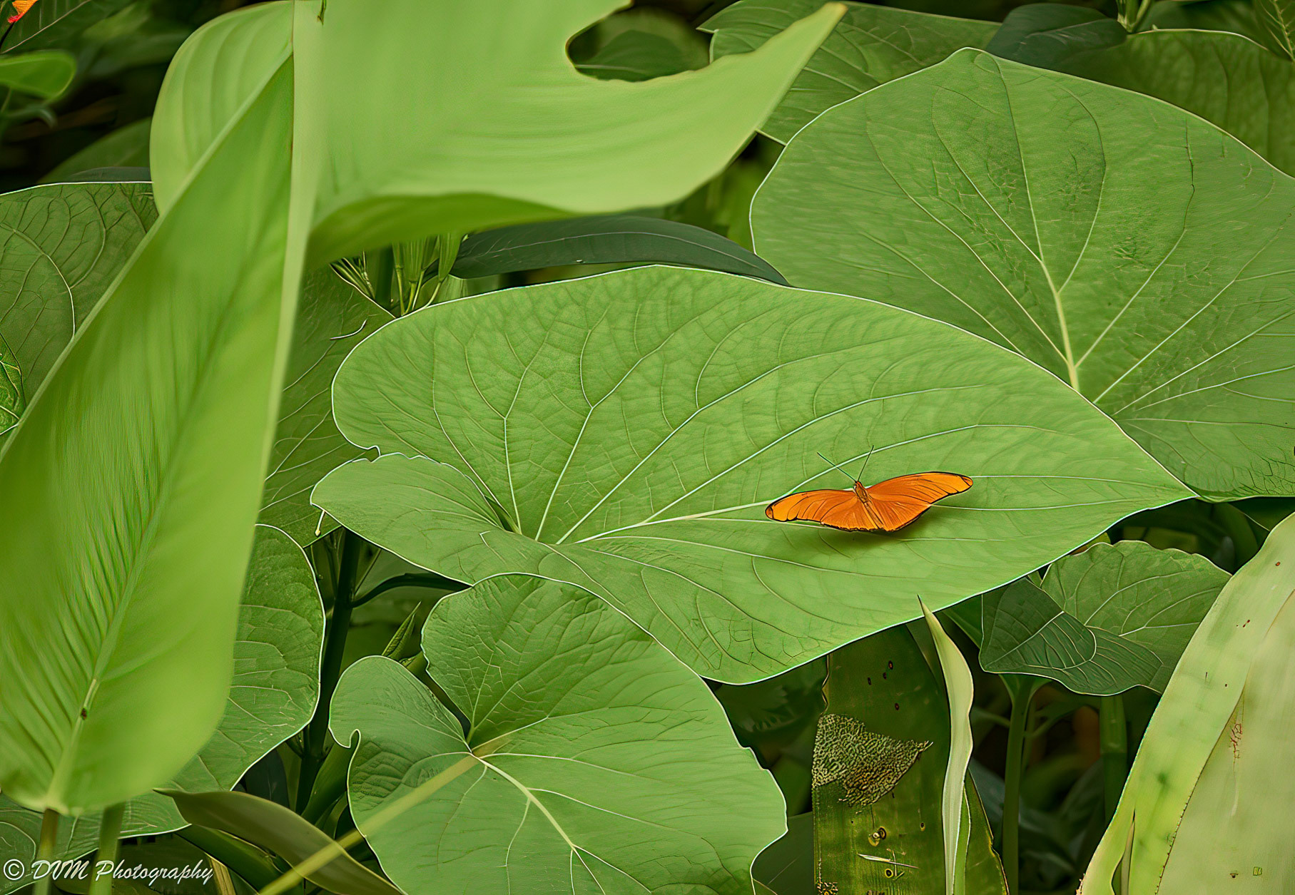 Vuurpassiebloemvlinder - Julia butterfly - Dryas iulia