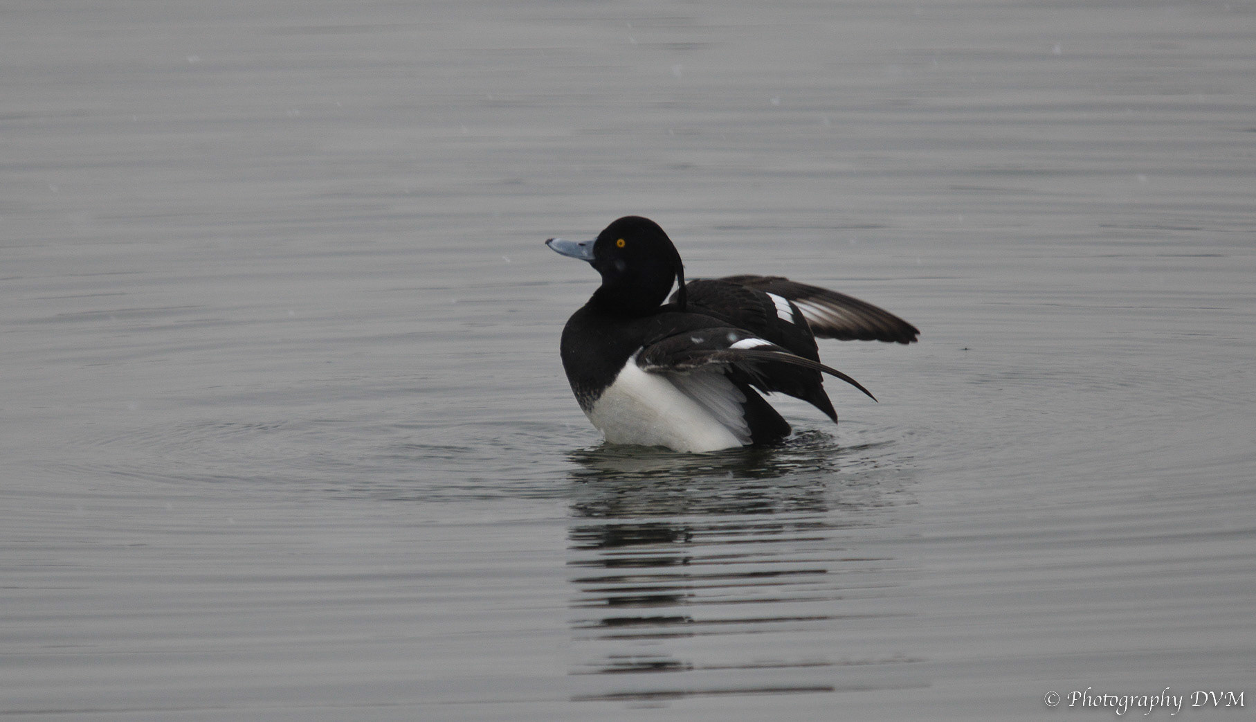 Kuifeend - Tufted Duck - Aythya fuligula