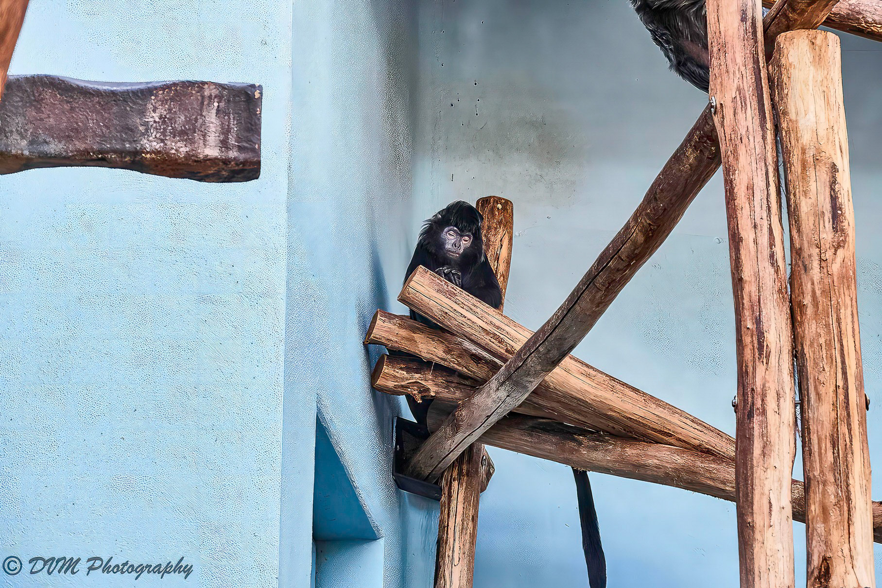 Javaanse langoer - Javan lutung - Trachypithecus auratus