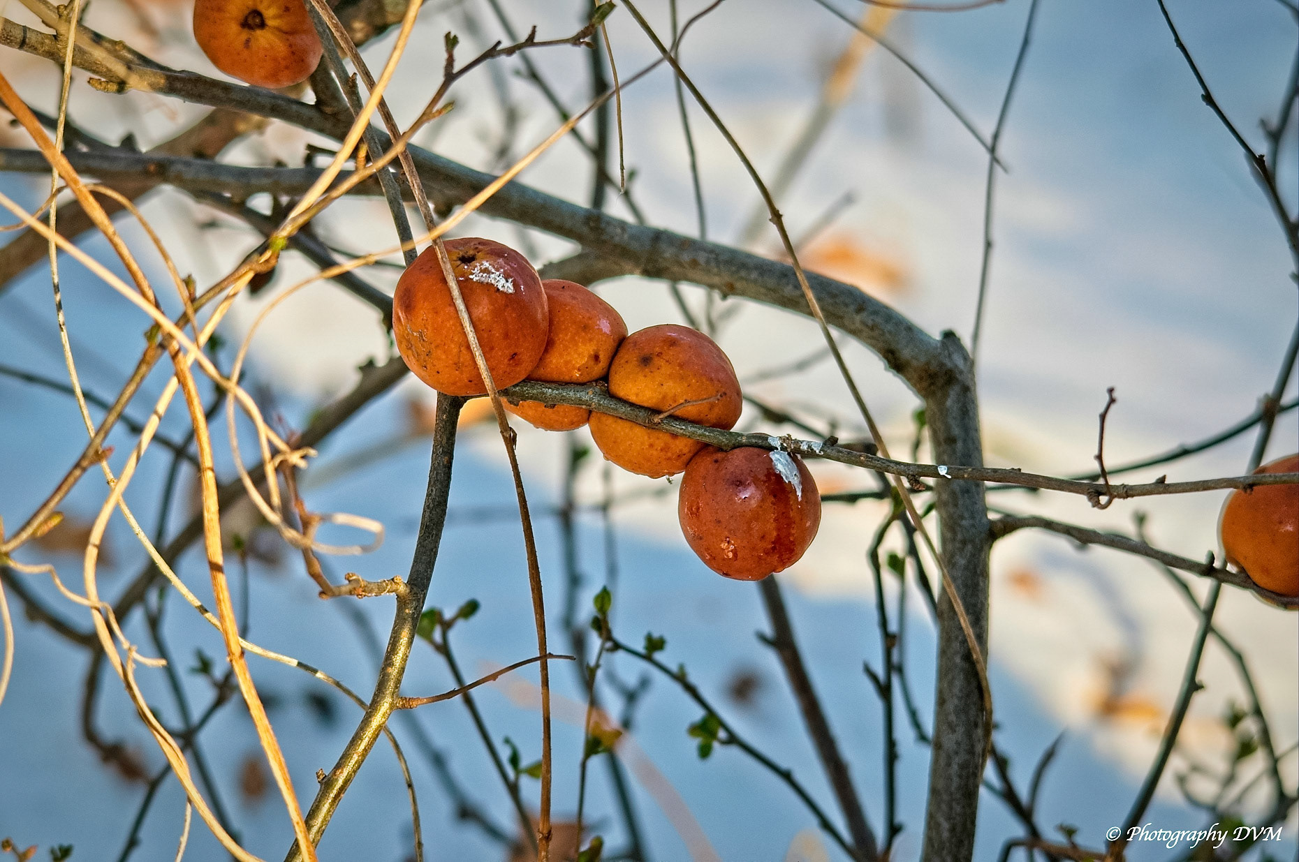 Wintervoedsel voor vogels - Winter food for birds >>>>> Breeven - Bornem - Belgium