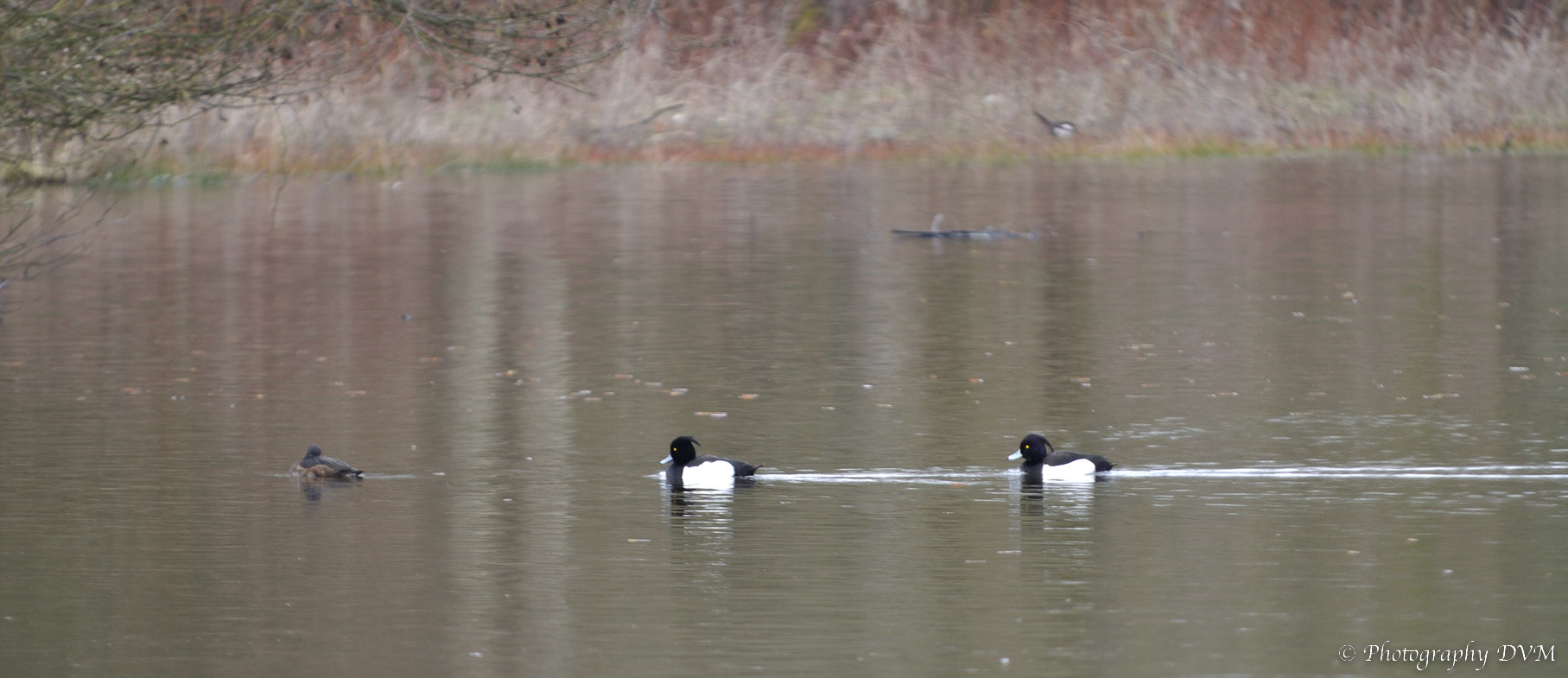 Kuifeenden - Tufted Ducks - Aythya fuligula