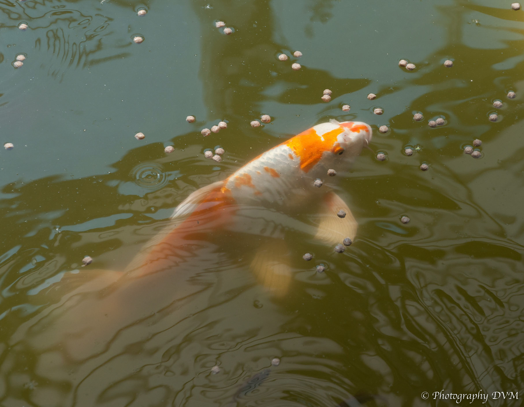 Koi - Cyprinus carpio carpio