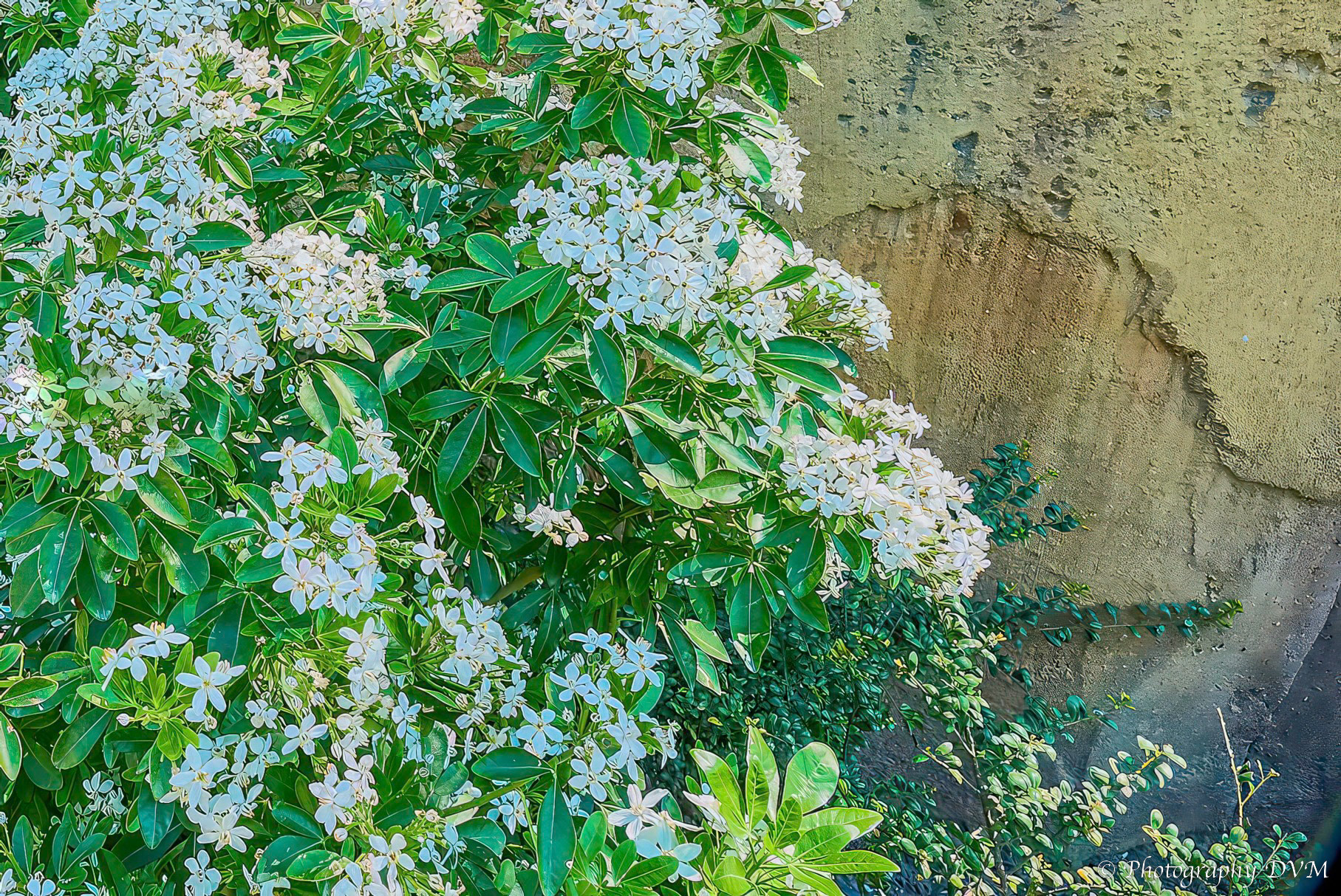 Mexicaanse oranjebloesem - Choisya ternata