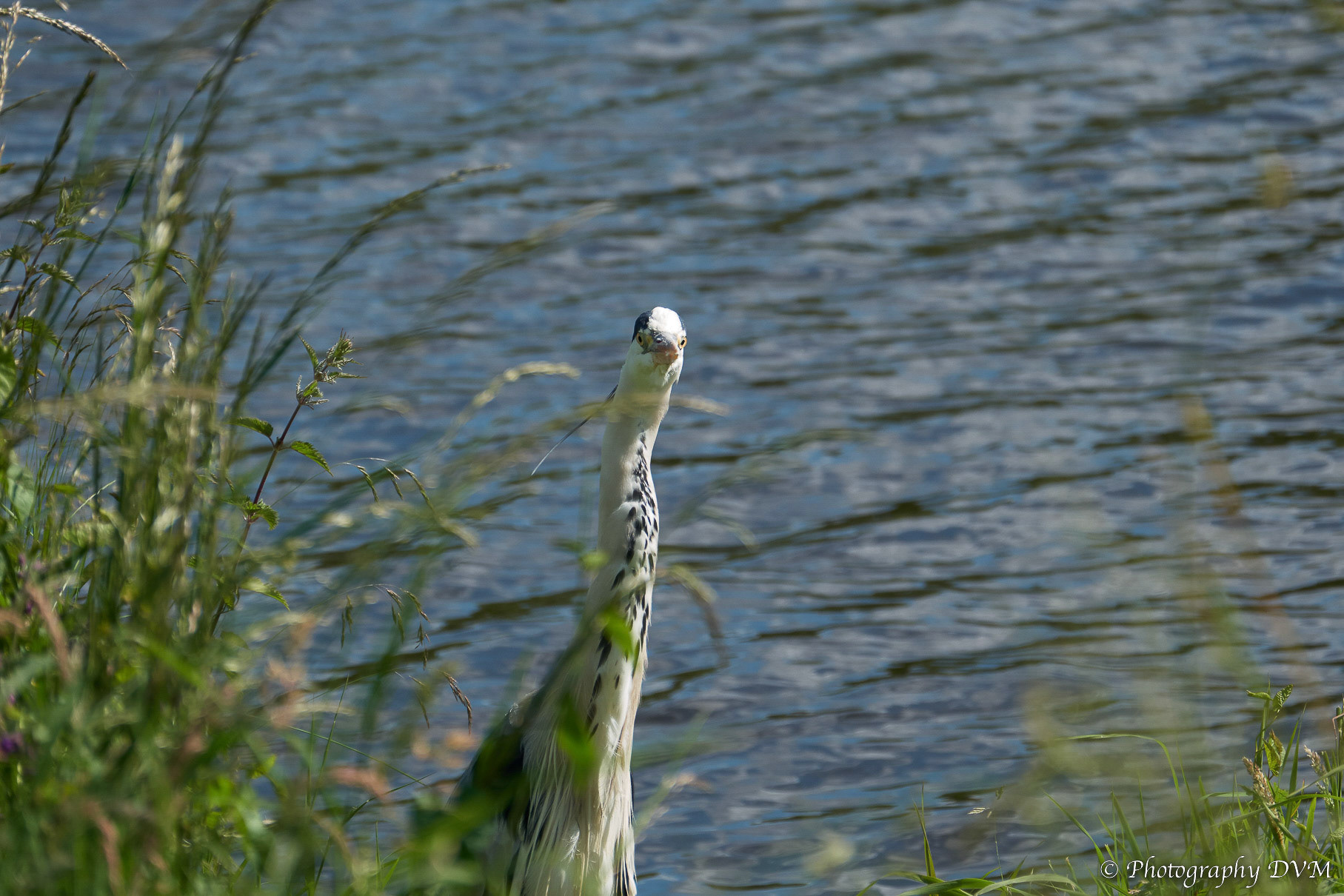 Blauwe reiger - Grey Heron - Ardea cinerea