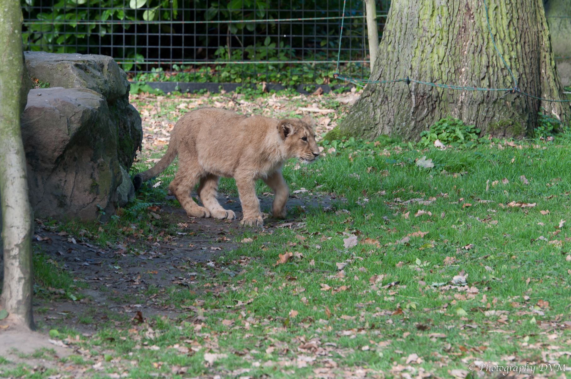 Jonge Perzische leeuw - Young Asiatic Lion - Panthera leo persica