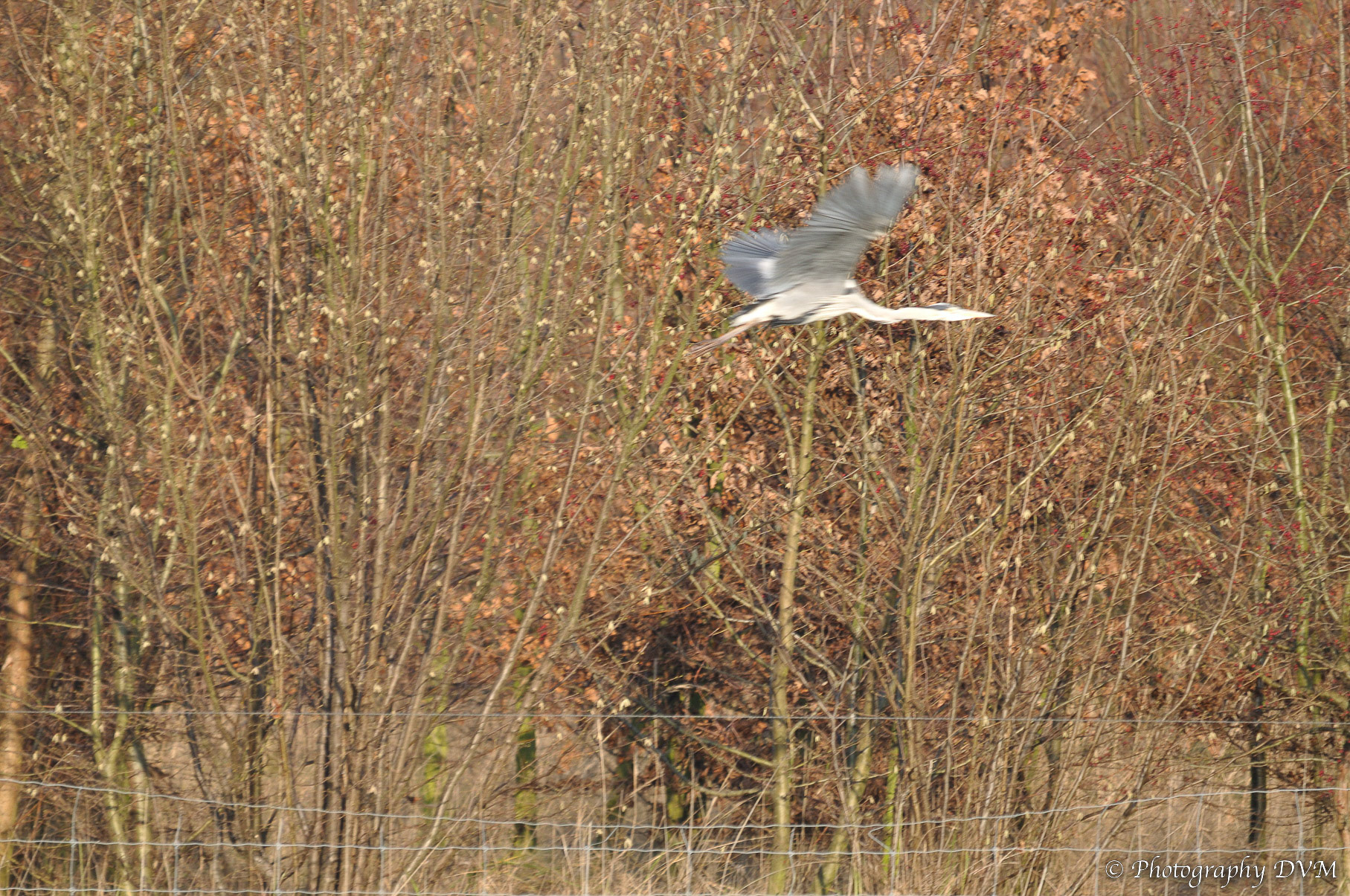 Blauwe reiger - Grey Heron - Ardea cinerea