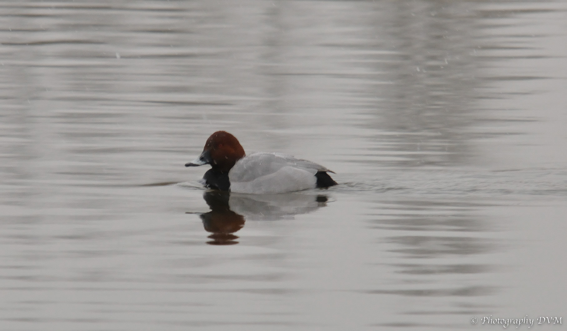 Tafeleend - Common Pochard - Aythya ferina