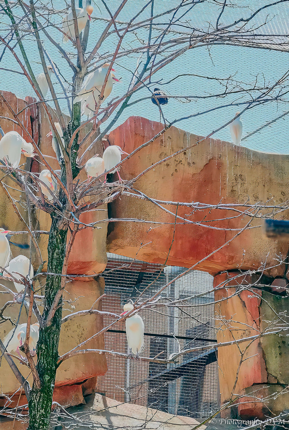 Koereiger - Cattle egret - Bubulcus ibis