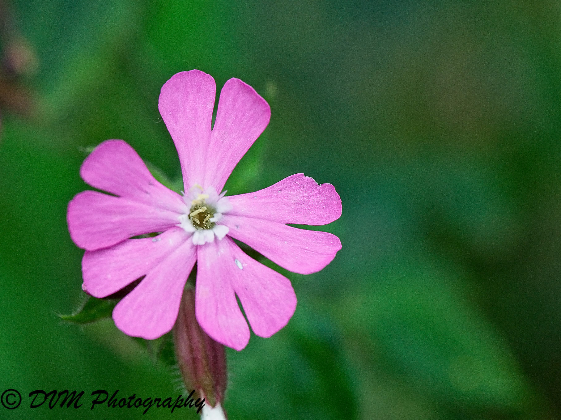 Dagkoekoeksbloem - Red campion - Silene dioica
