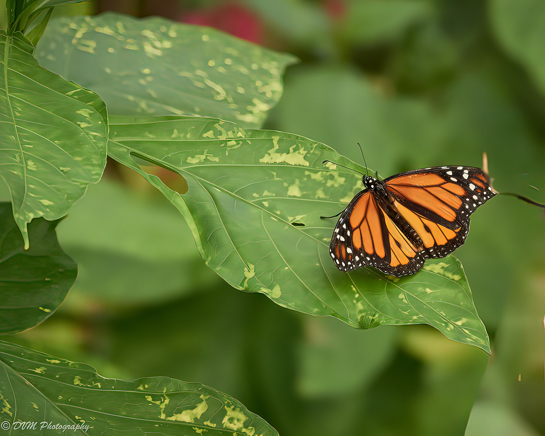 Monarchvlinder - Monarch butterfly - Danaus plexippus