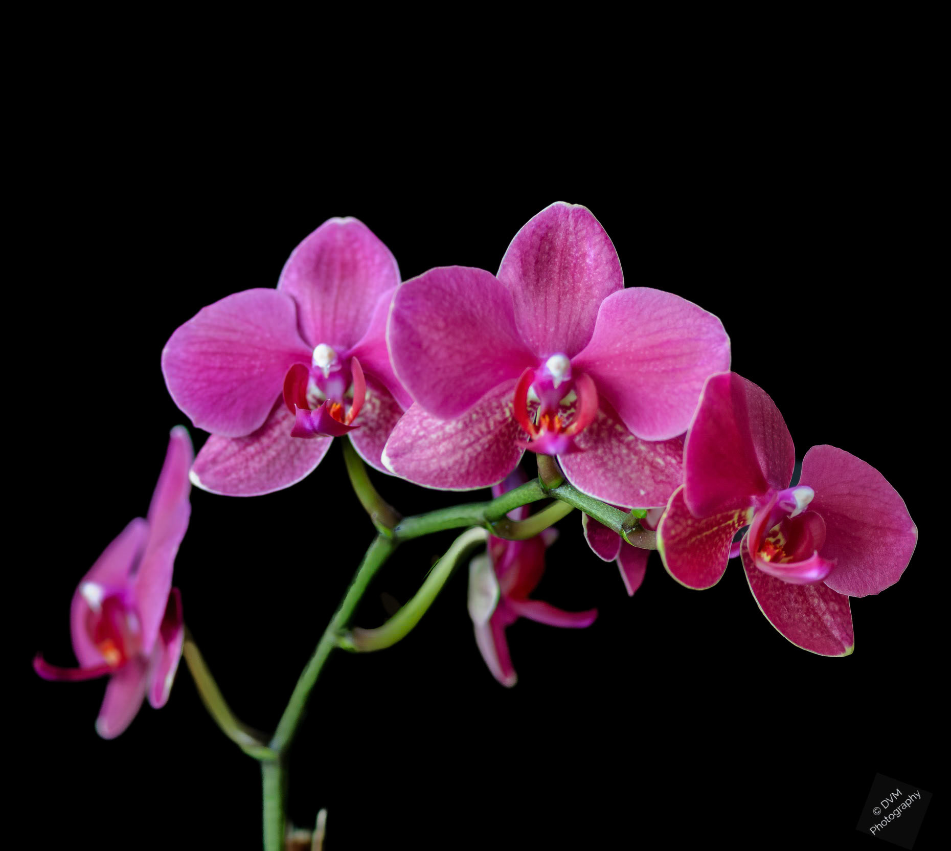 Nachtvlinderorchidee - Moth Orchid  - Orchidaceae Phalaenopsis
