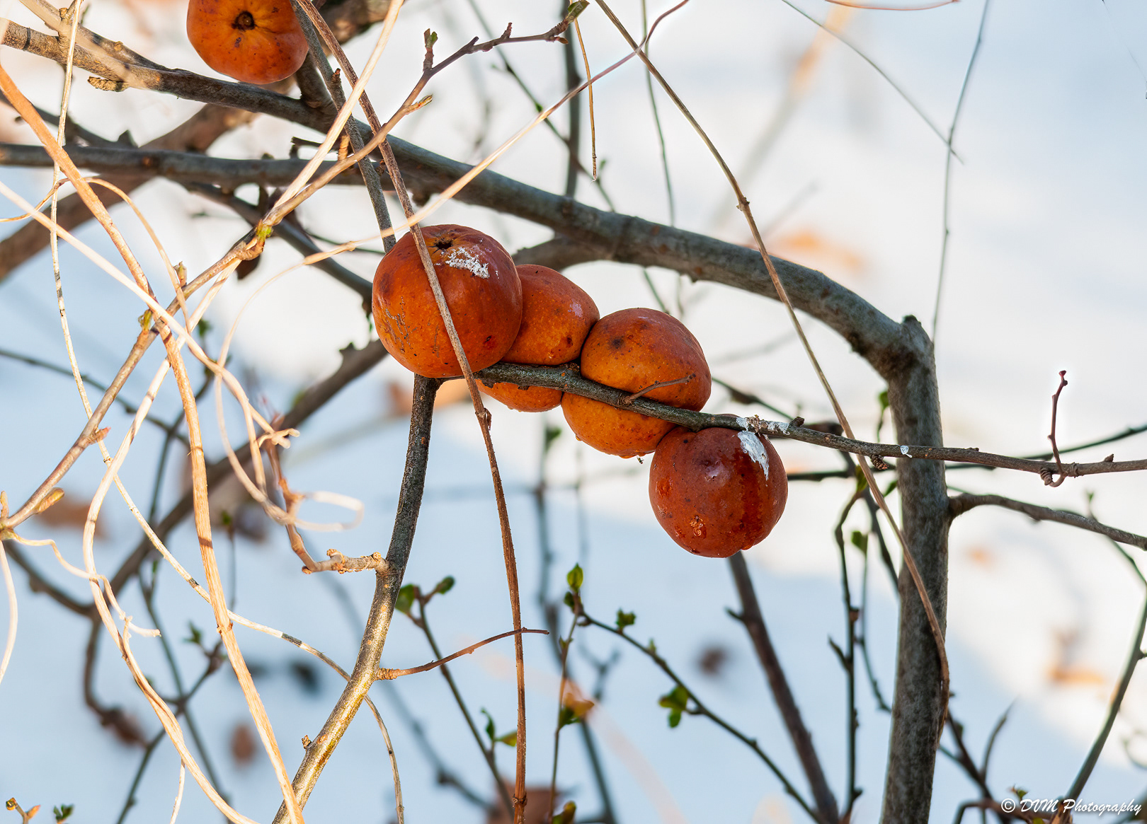Wintervoedsel voor vogels - Winter food for birds
