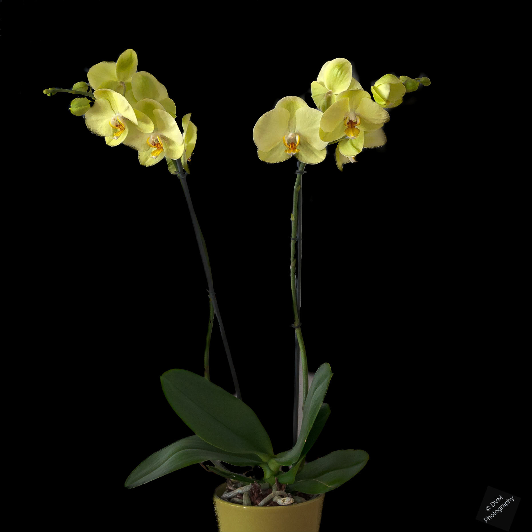 Nachtvlinderorchidee Cultivar 'Sweetheart' - Moth Orchid Cultivar 'Sweetheart' - Orchidaceae  Phalaenopsis
