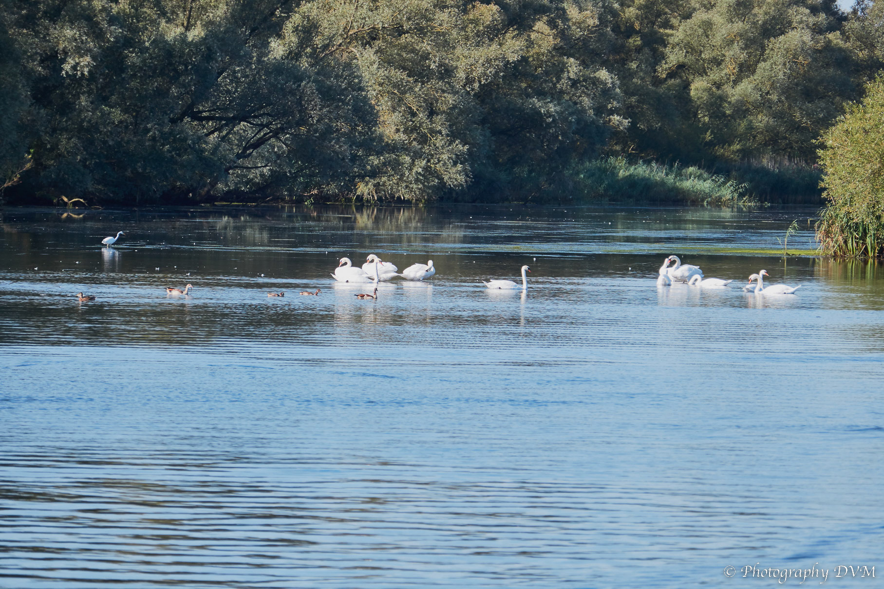 Groep  knobbelzwanen - Group mute swans