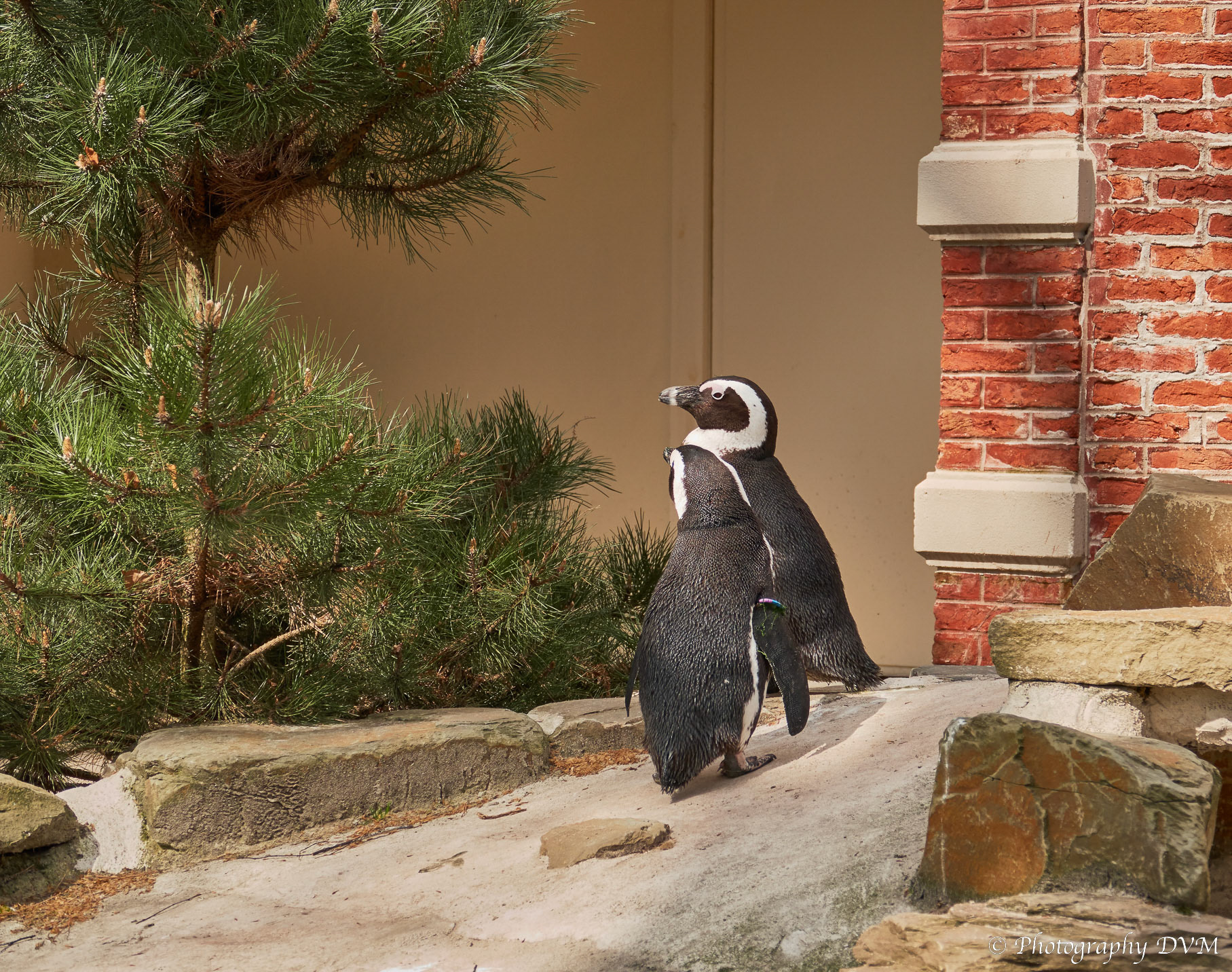Zwartvoetpinguïn - African penguin - Spheniscus demersus