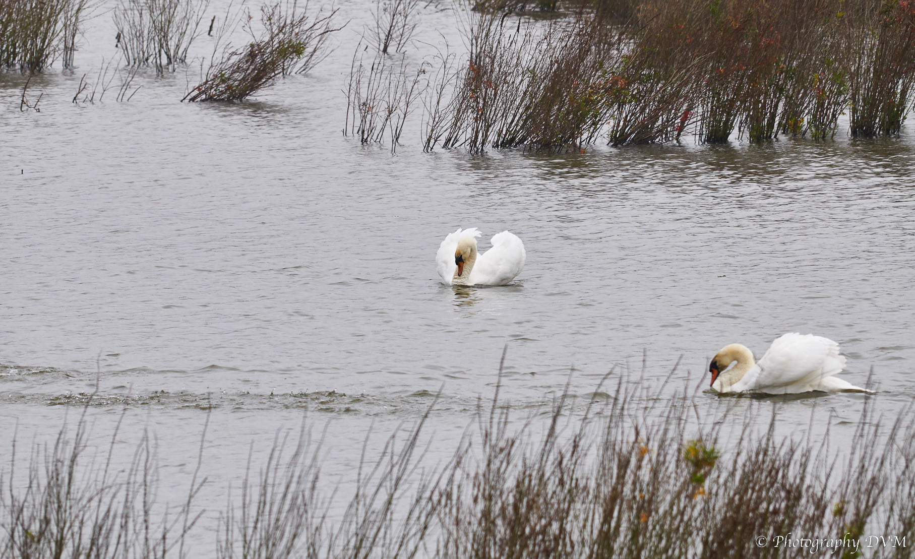 Knobbelzwanen - Mute Swans - Cygnus olor