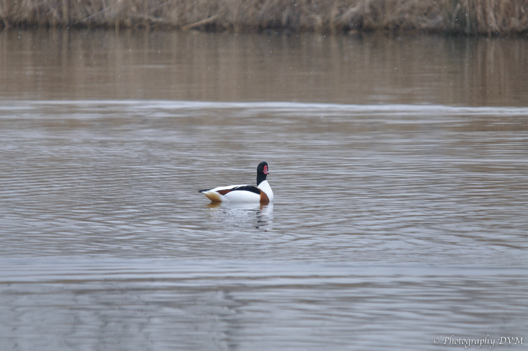 Bergeend (man) - Common Shelduck (male) - Tadorna tadorna